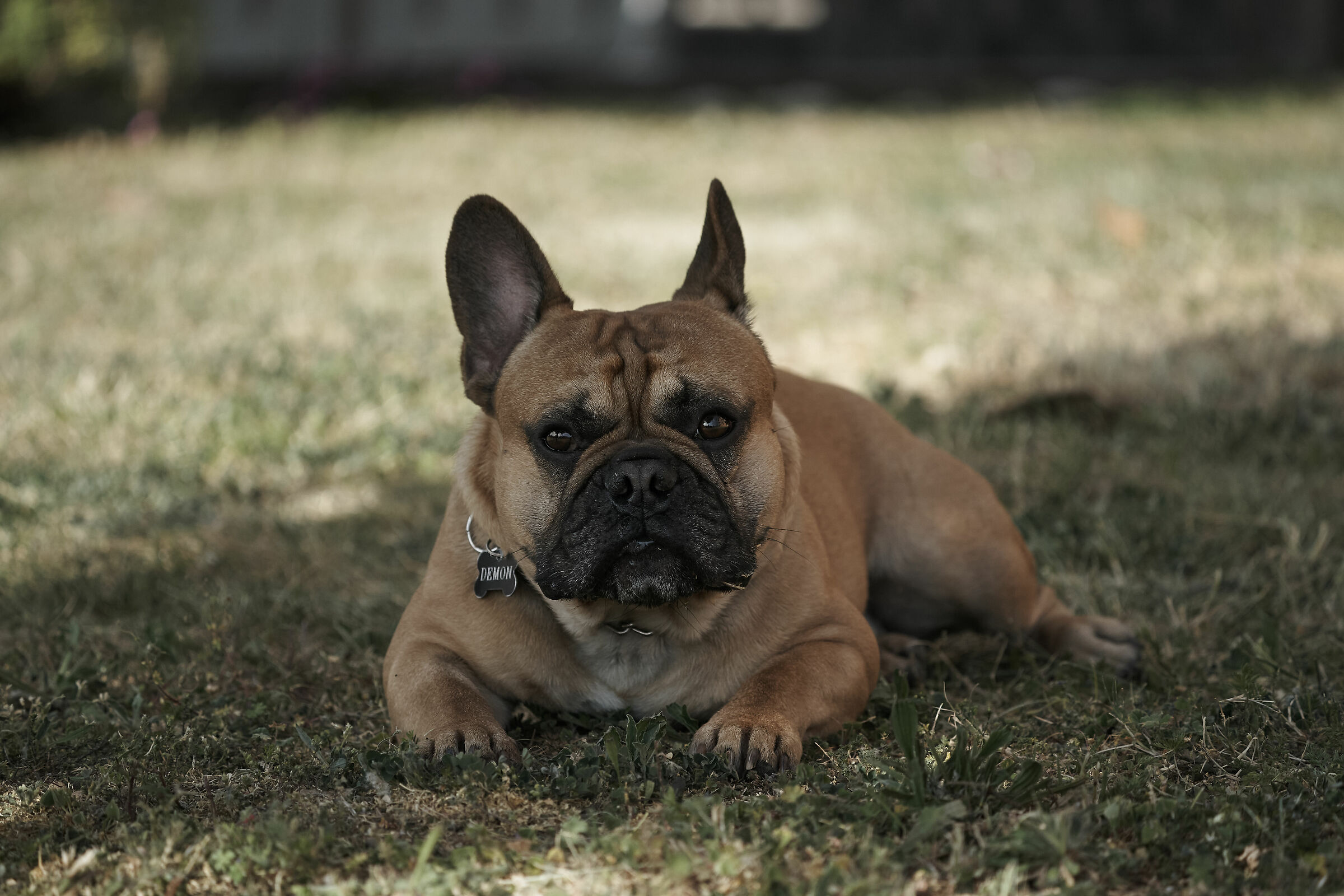 Demon in relax all'ombra di un ulivo