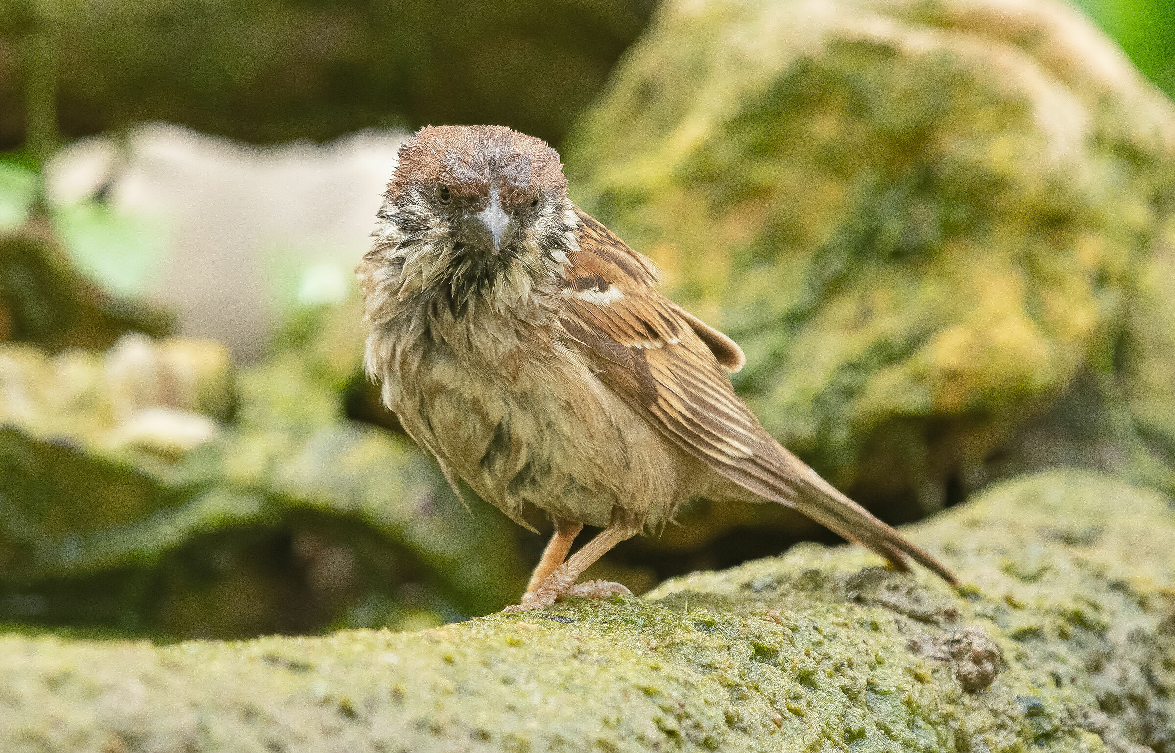 Matergia Sparrow