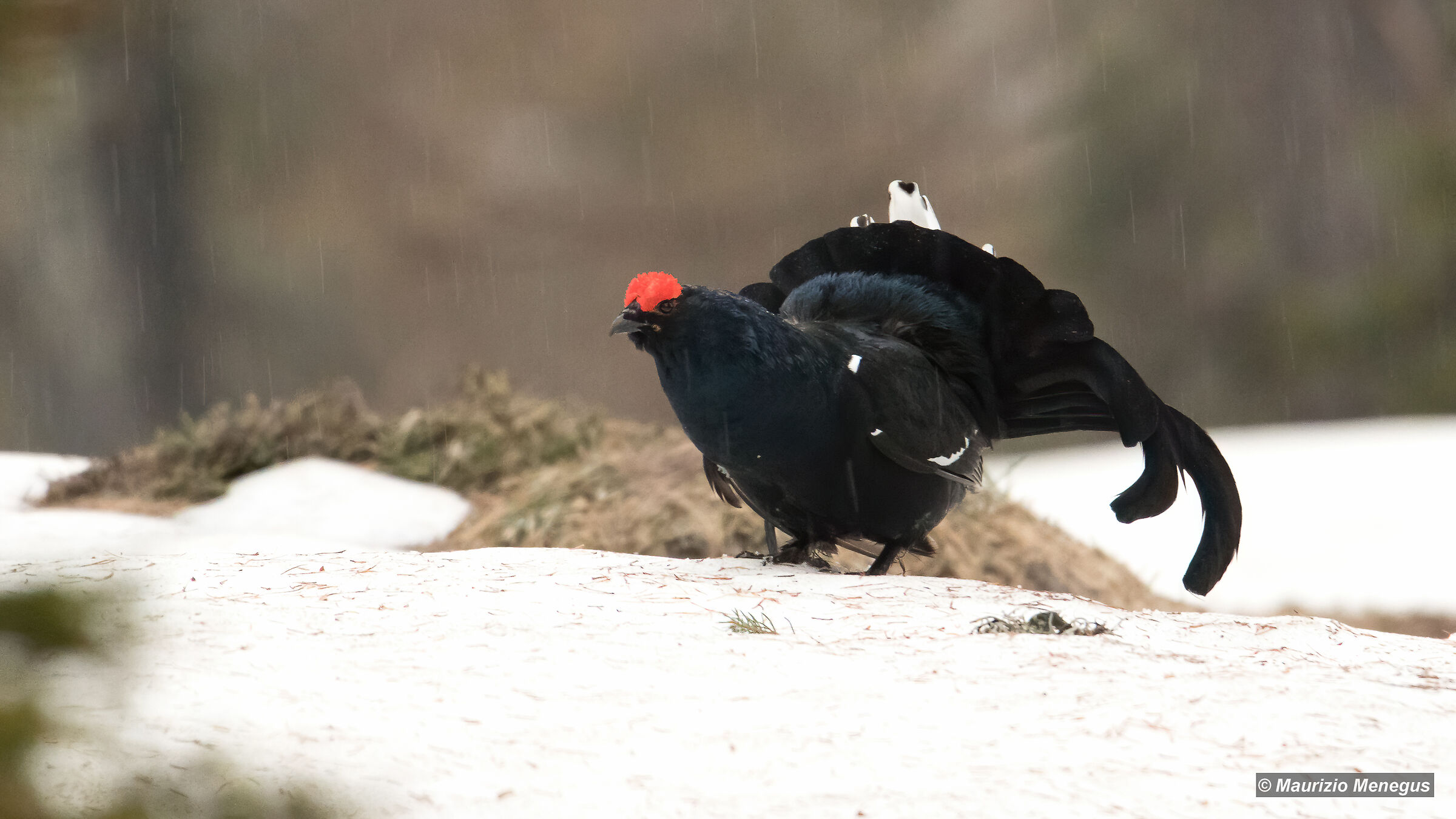 Forcello bagnato - maggio 2020