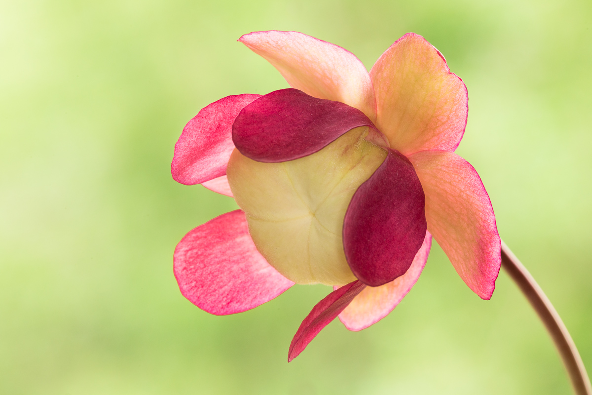 Fiore di Sarracenia purpurea ...