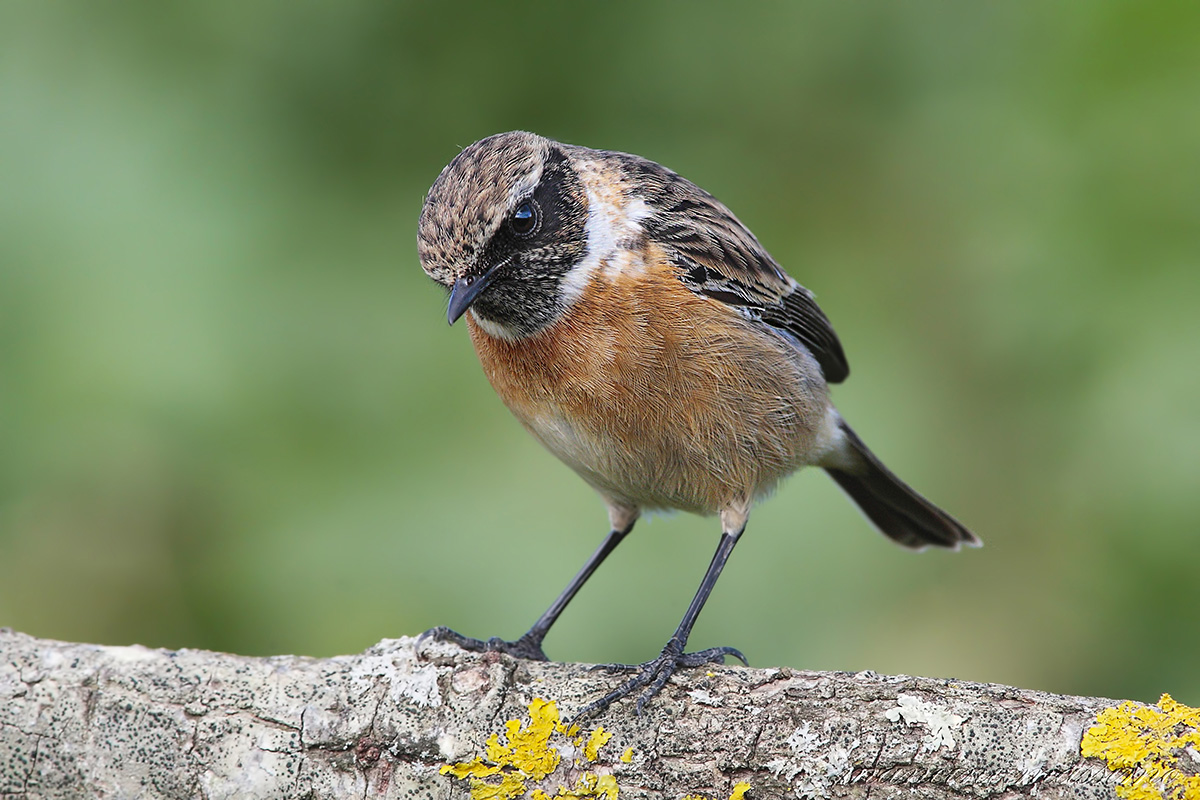Saltimpalo M (Saxicola torquata)