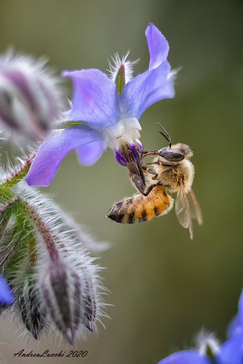 sperando che il calabrone asiatico non le distrugga