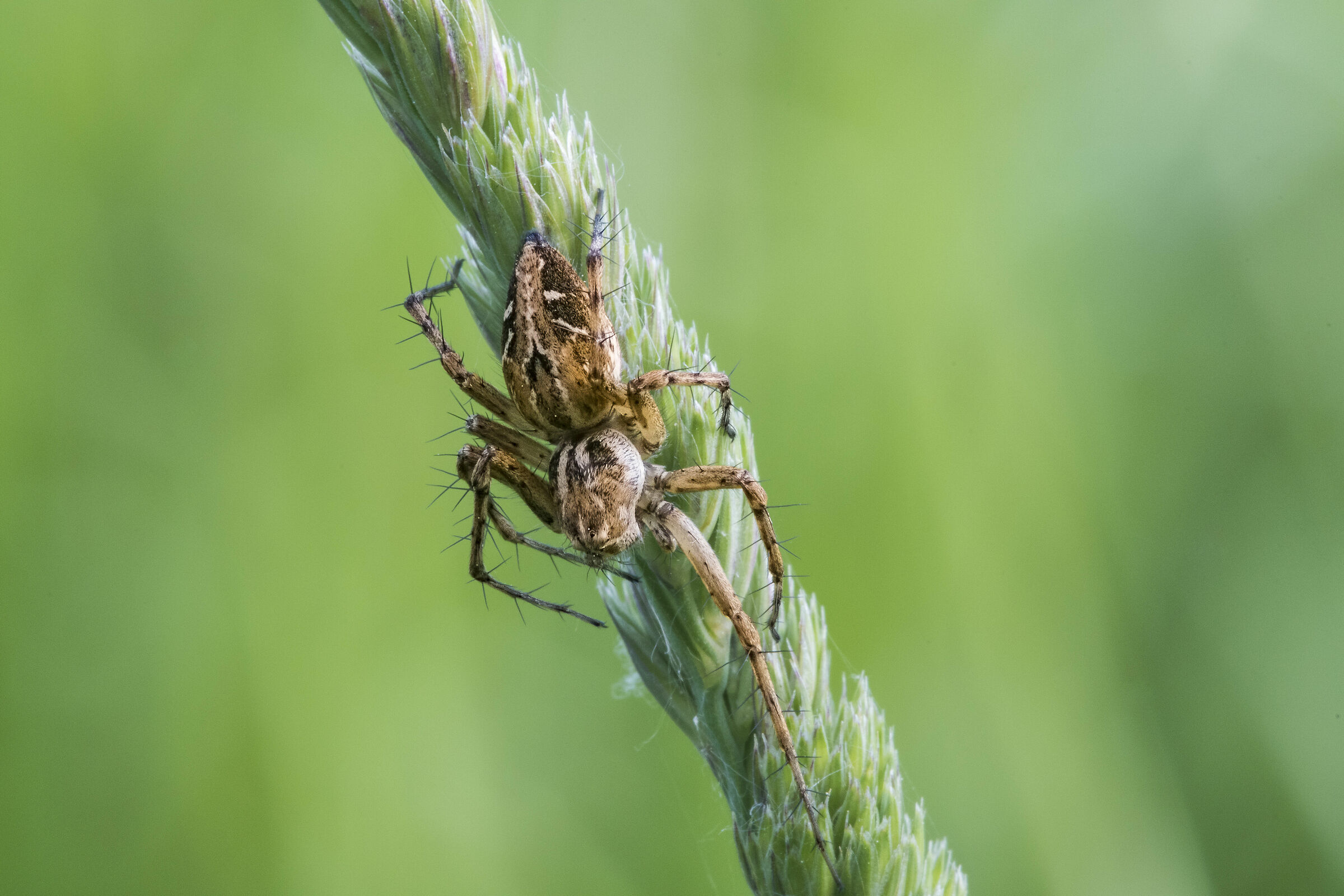 Oxyopes heterophthalmus