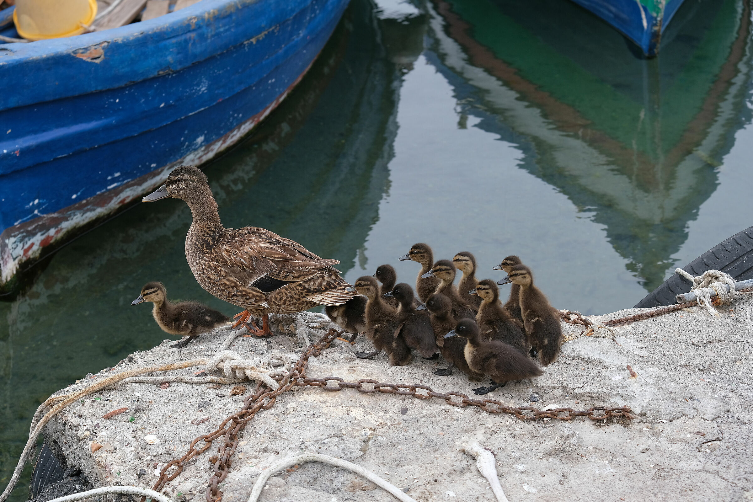 Fujifilm XF 55-200mm f/3.5-4.8 R LM OIS