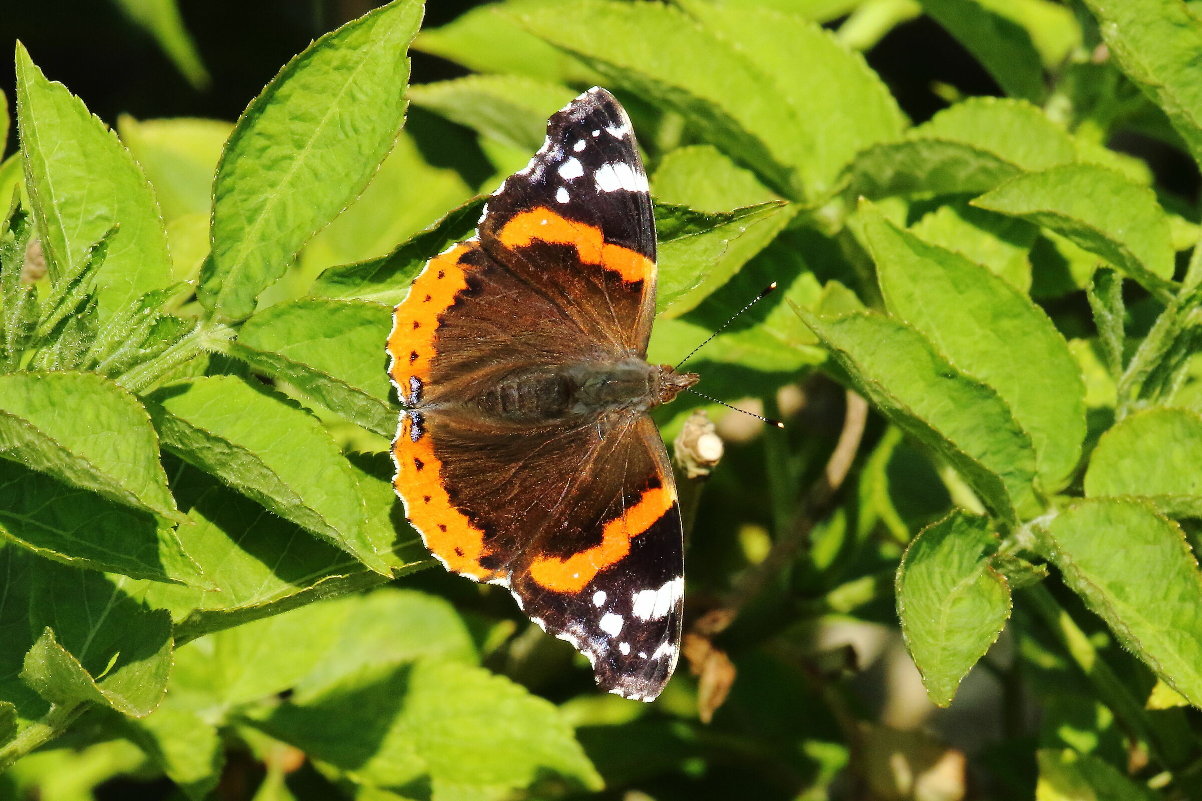 Vanessa atalanta