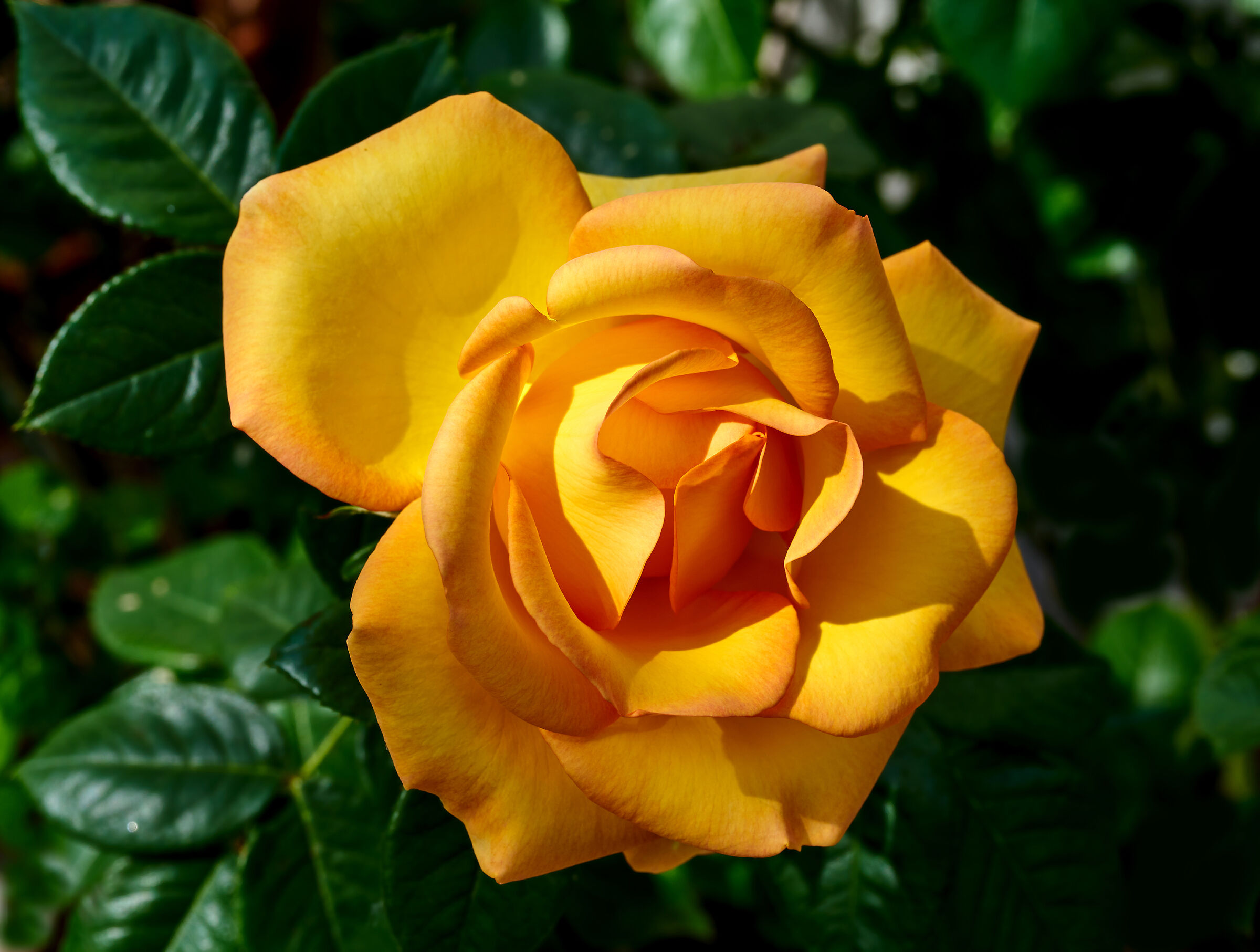 Yellow rose
