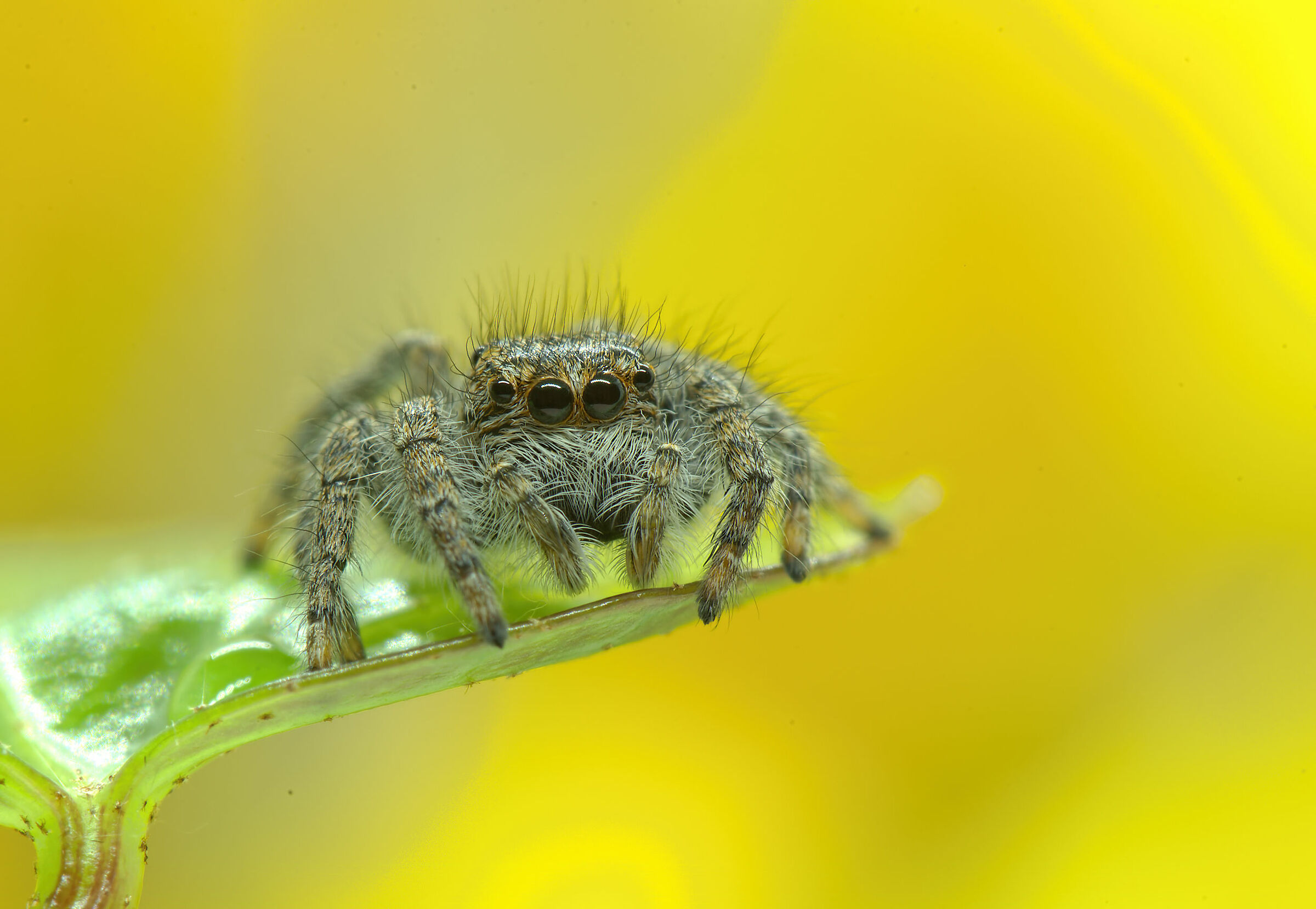 Salticidae