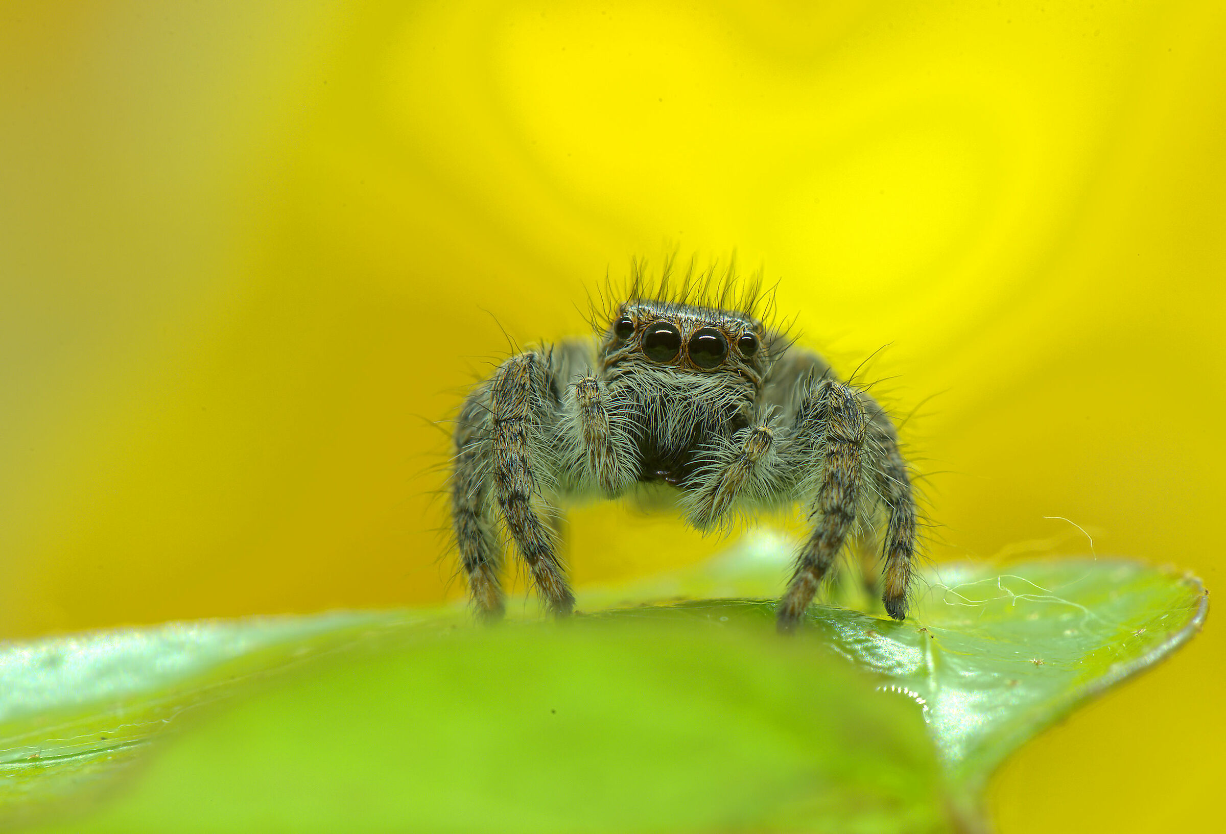 Salticidae
