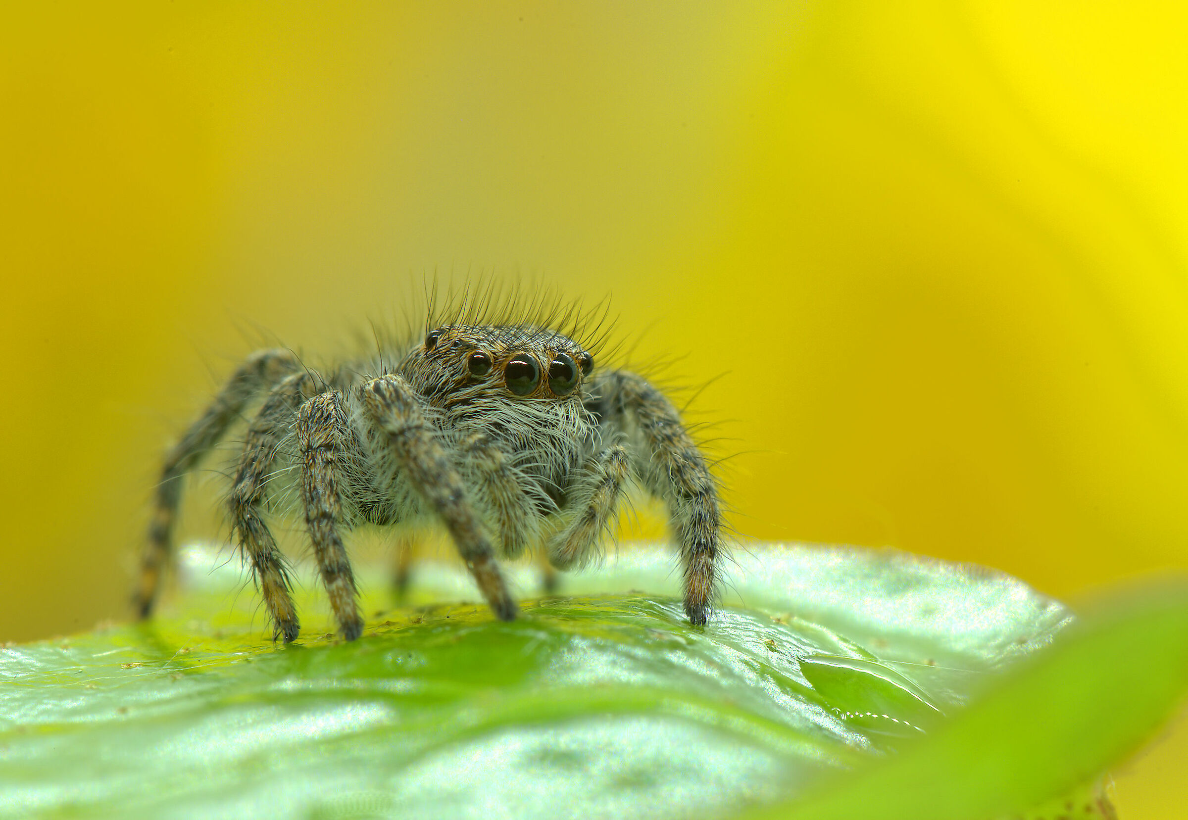 Salticidae