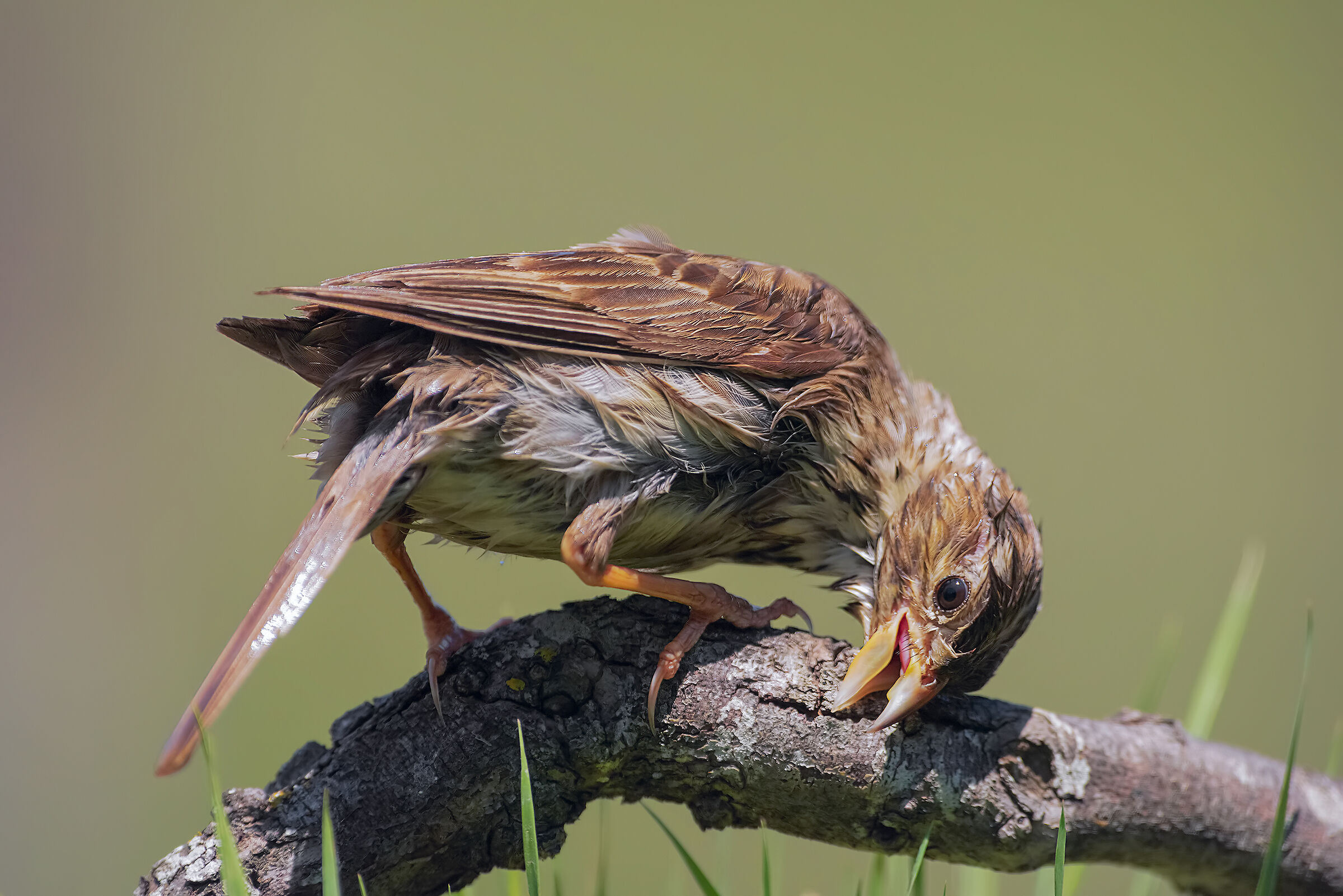 t'ho beccato, tana libera tutti!!!