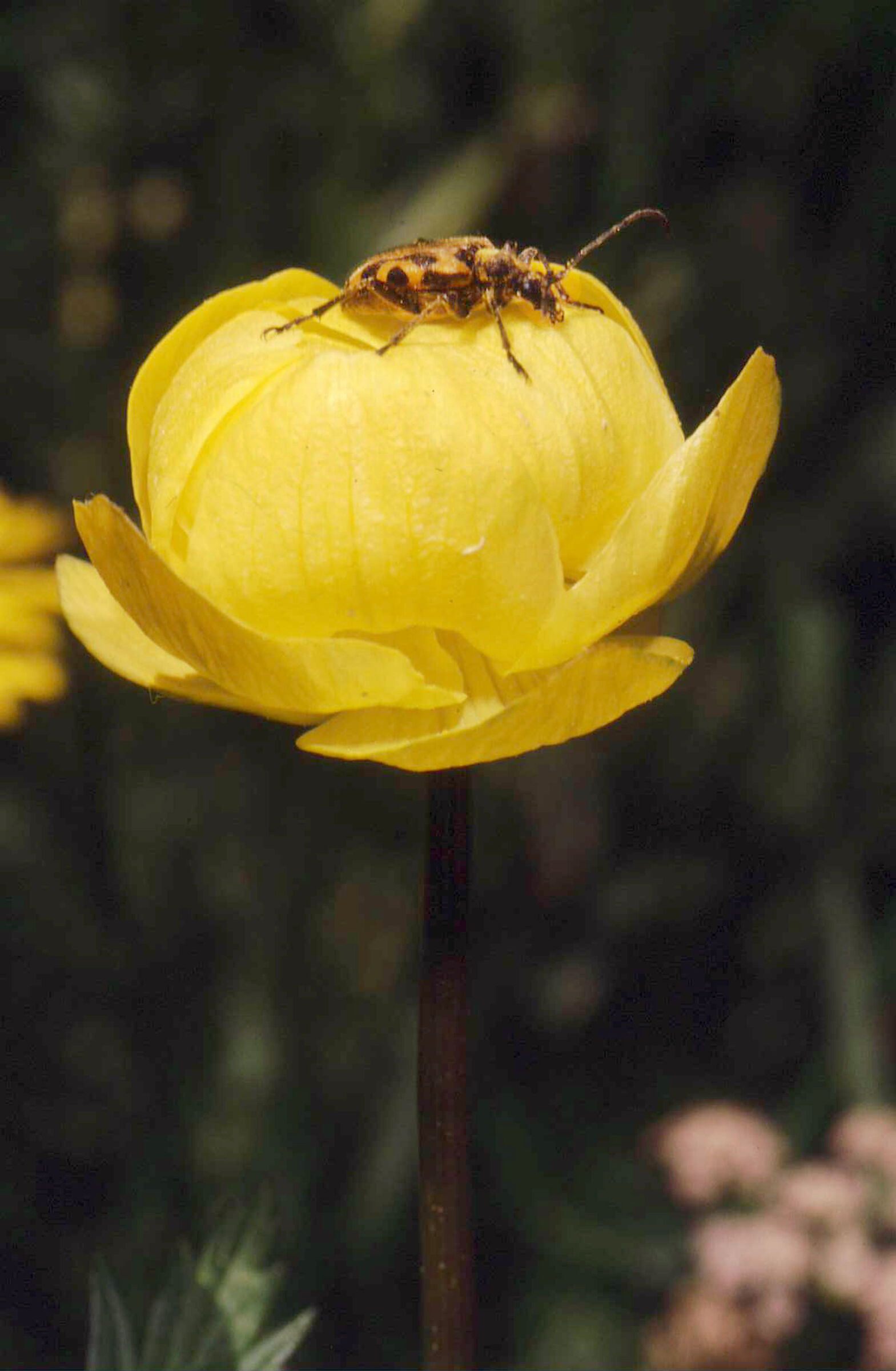 yellow with insect