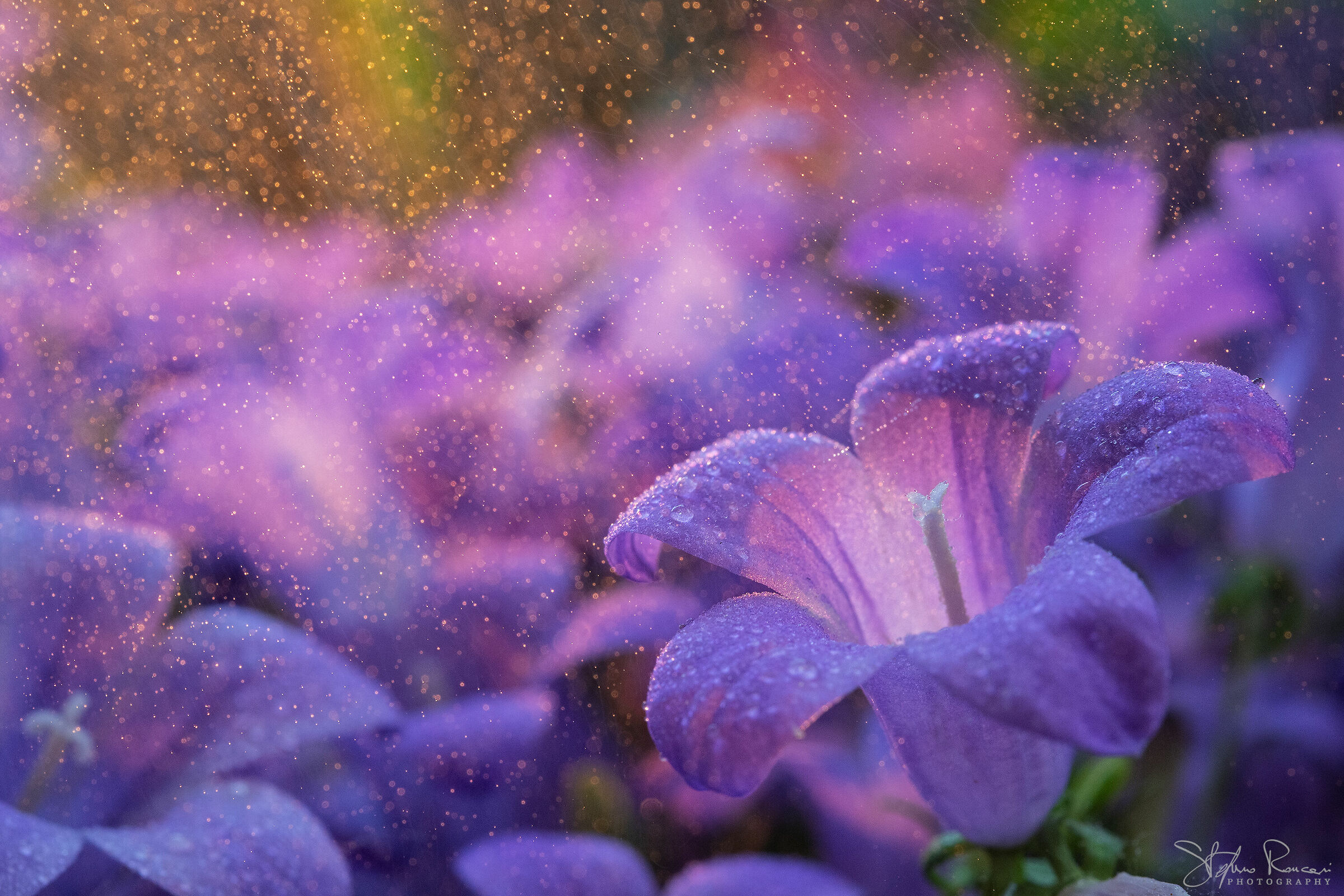 Violets under the dew