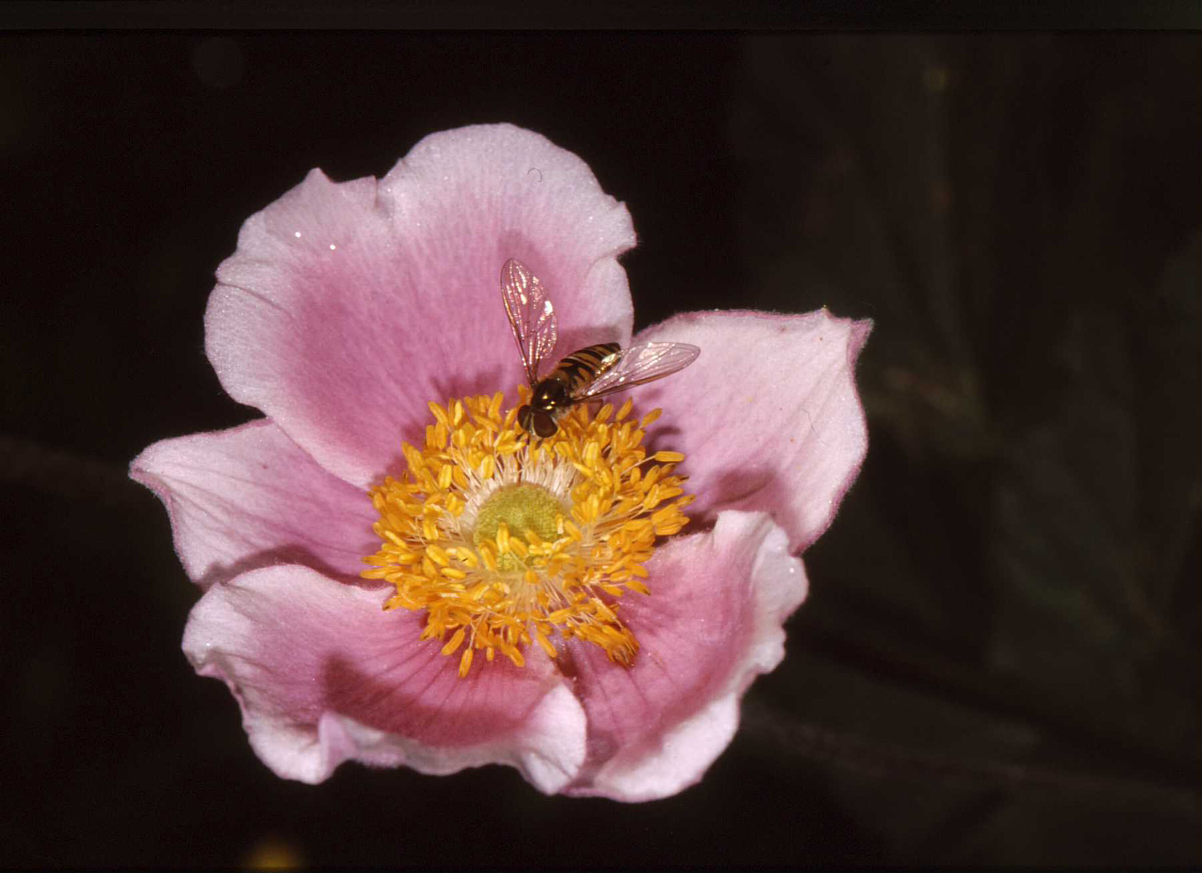 Ape su Portulaca