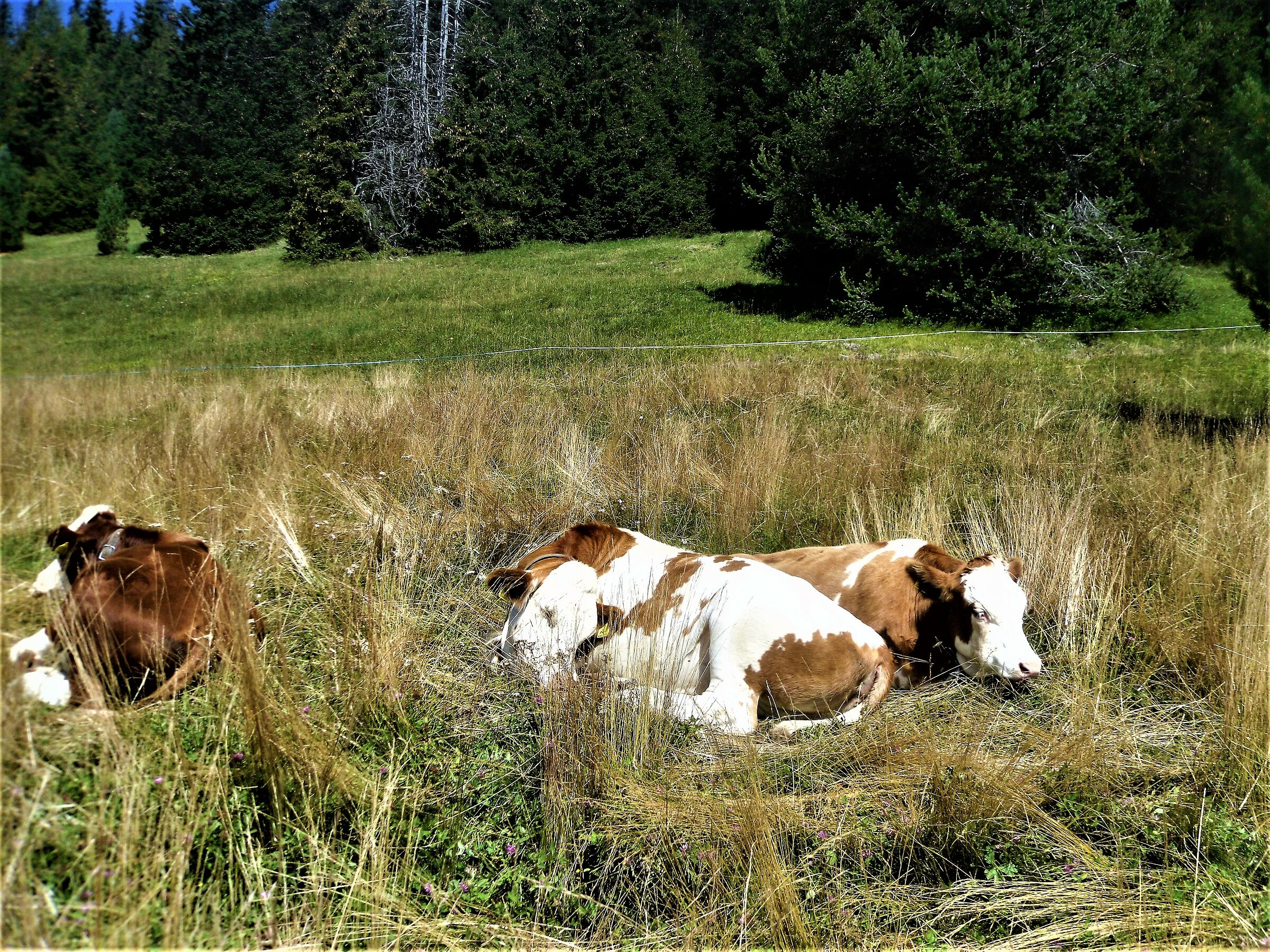 Ortisei Alpe of Siusi