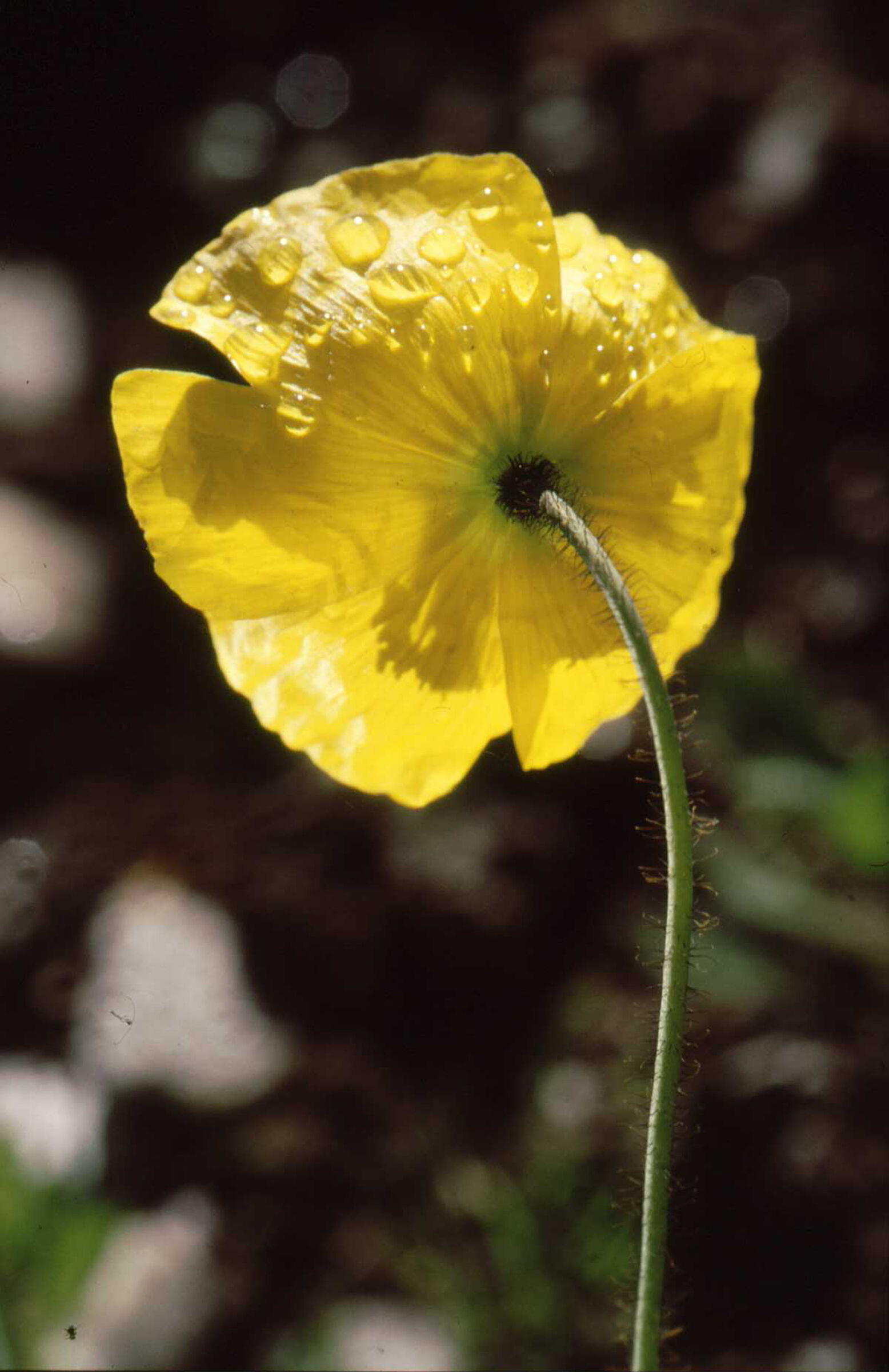 giallo in controluce