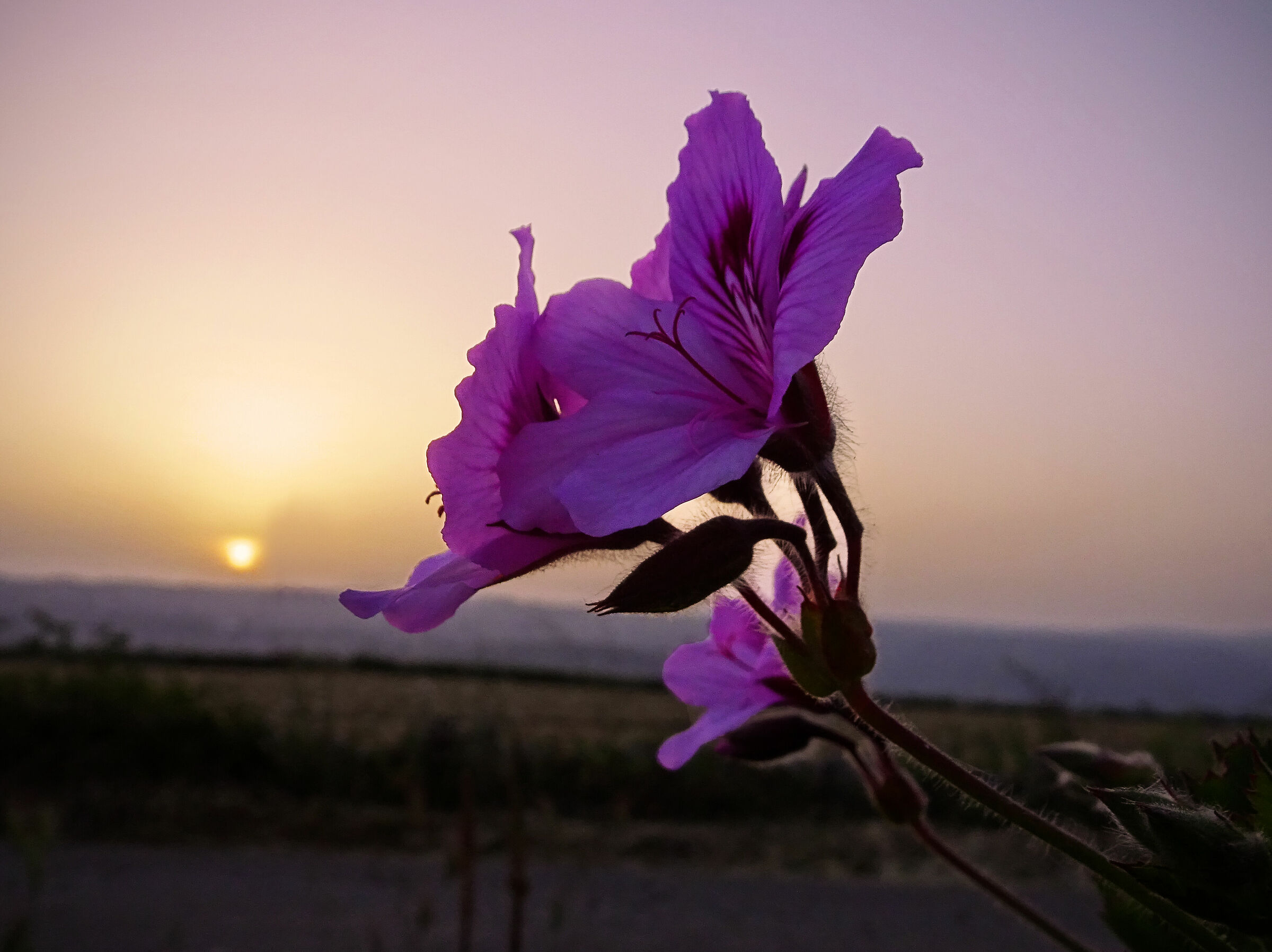 un tramonto di primavera
