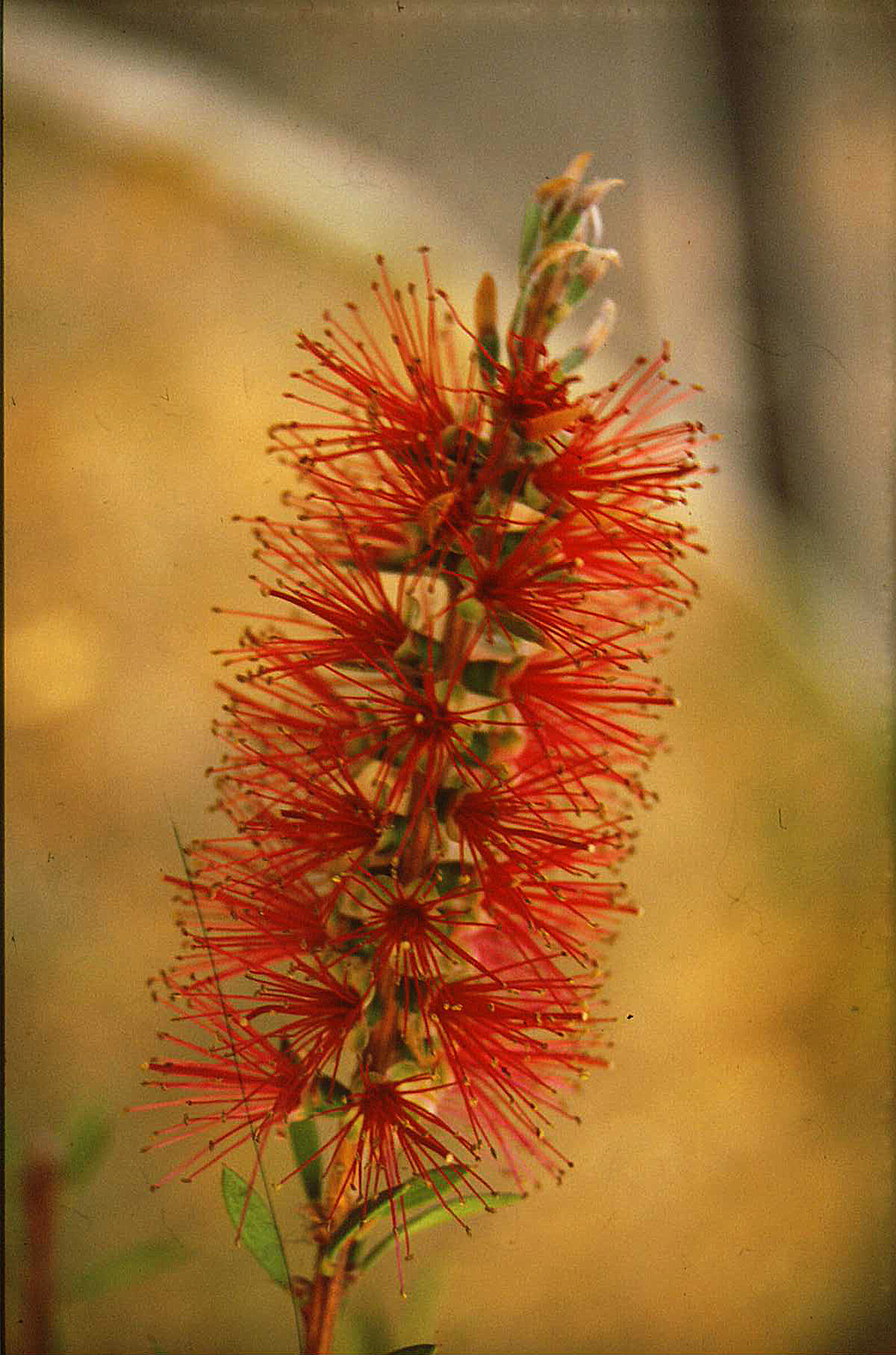 quasi uno spazzolone