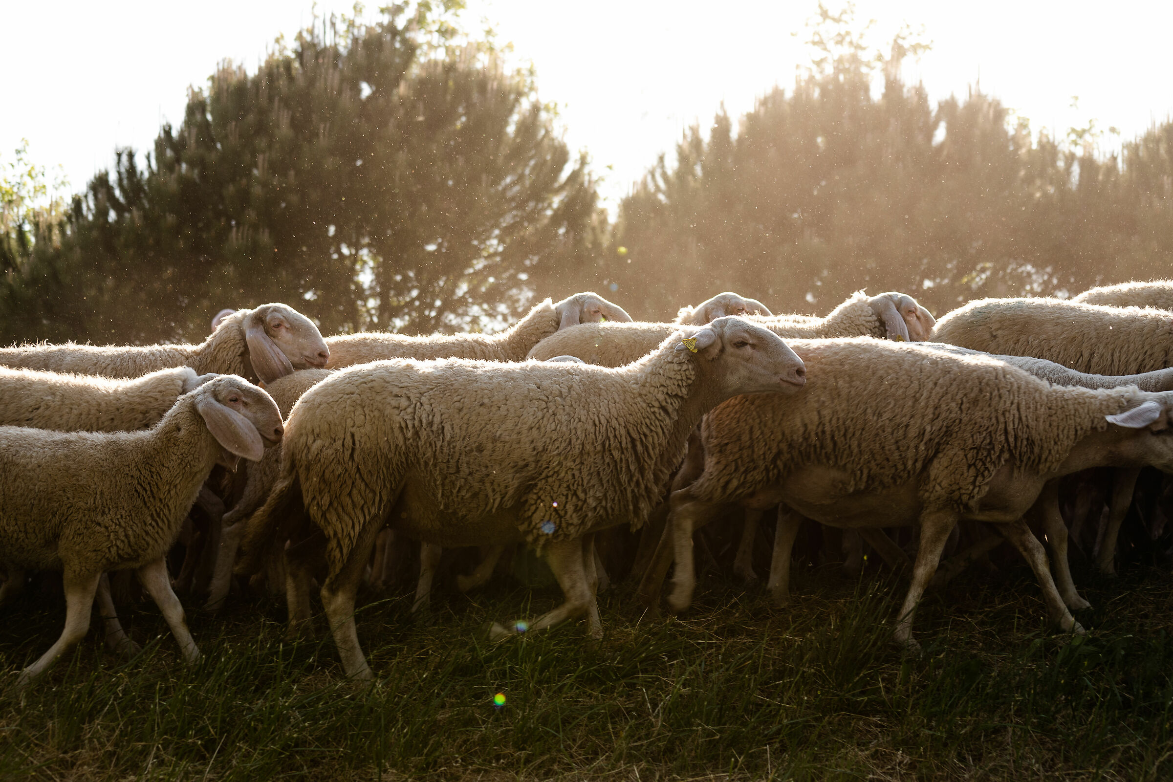 transhumance behind home