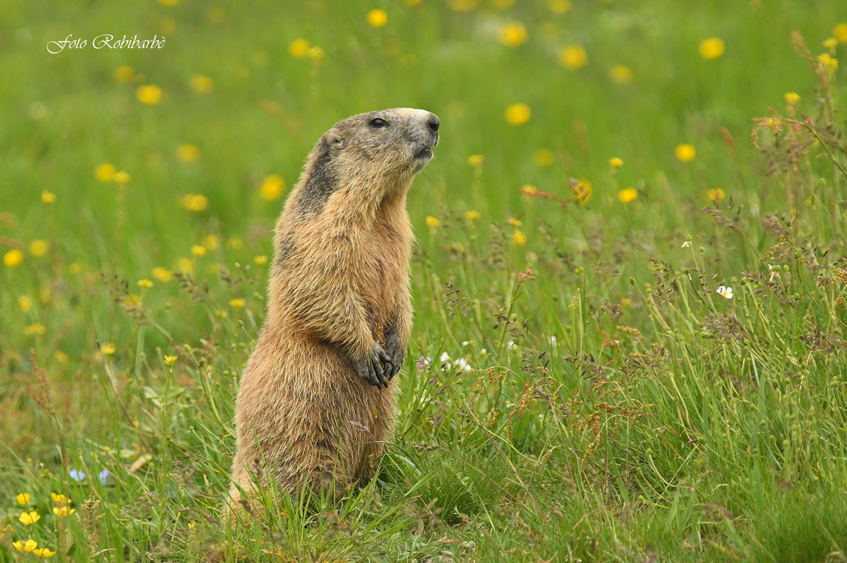Marmotta....