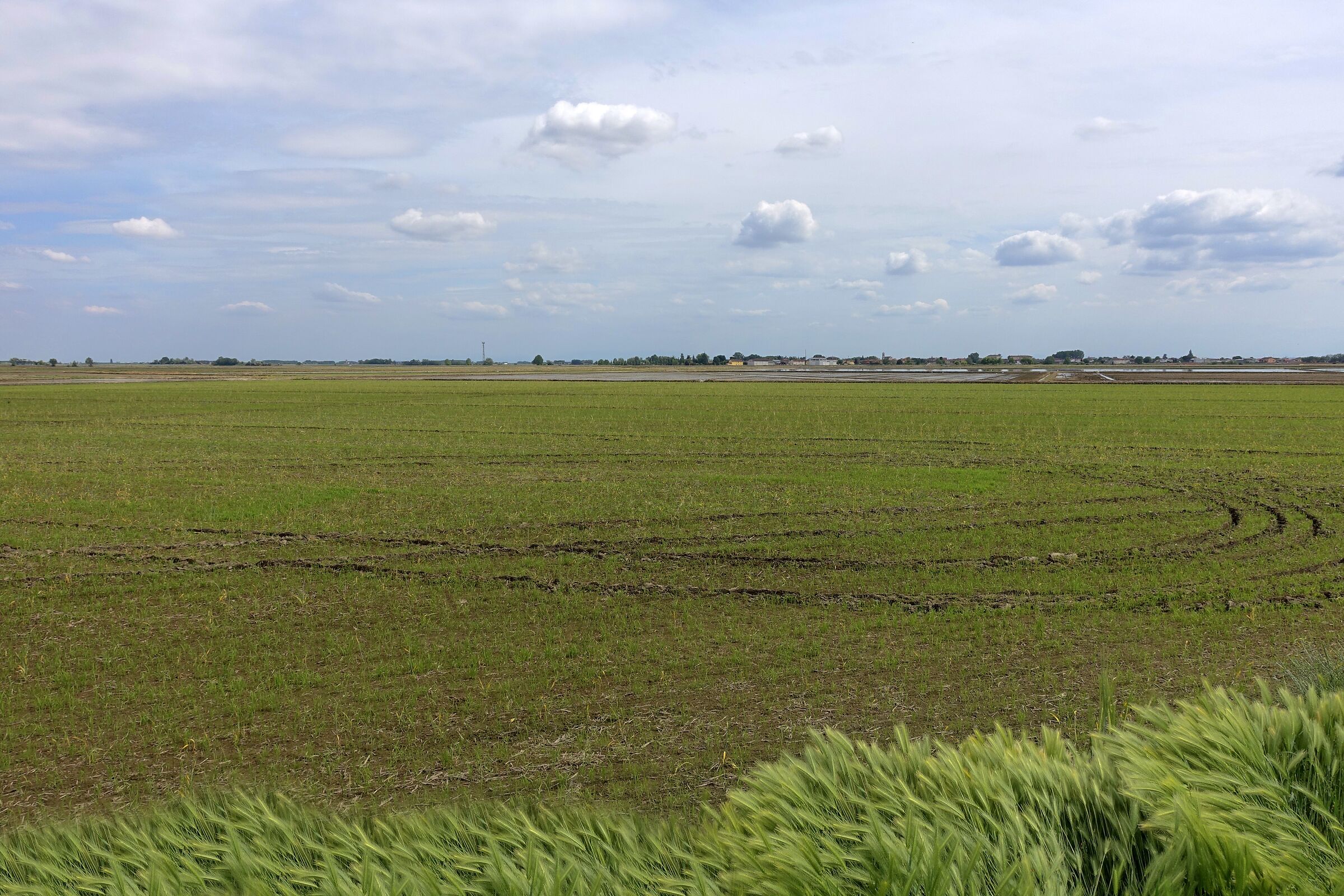 Vercellese: risaie a perdita d'occhio.