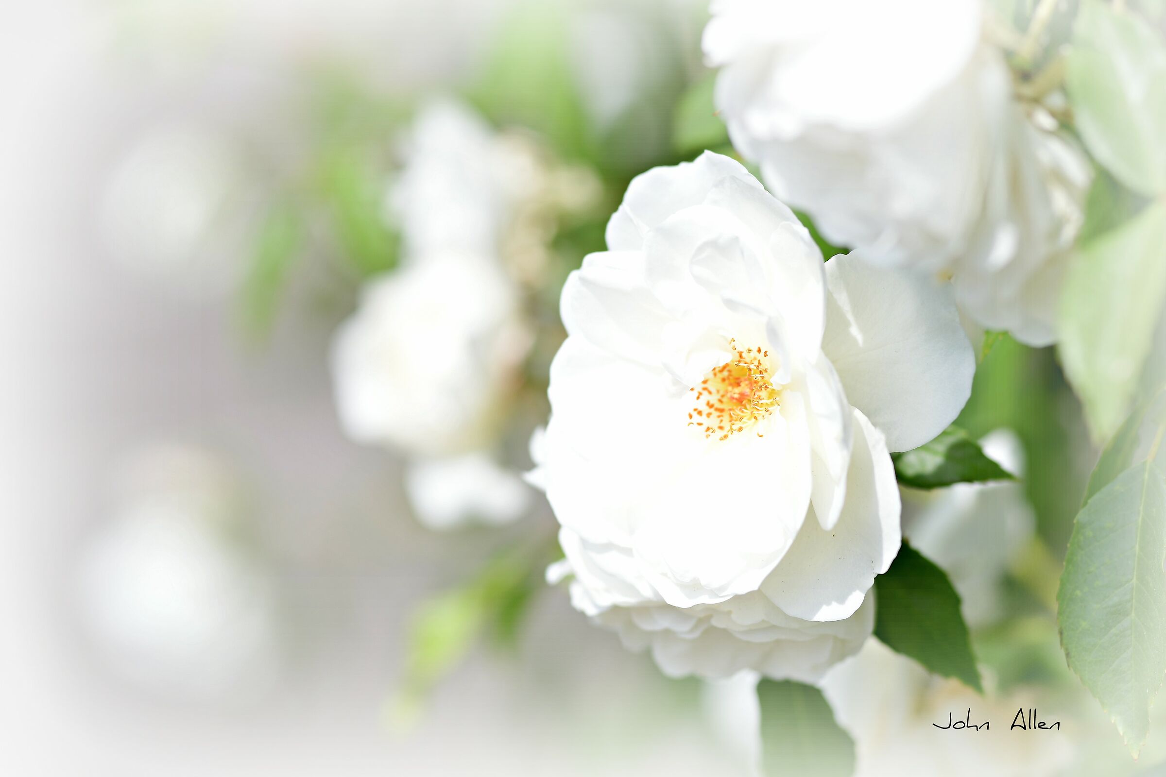 White rose