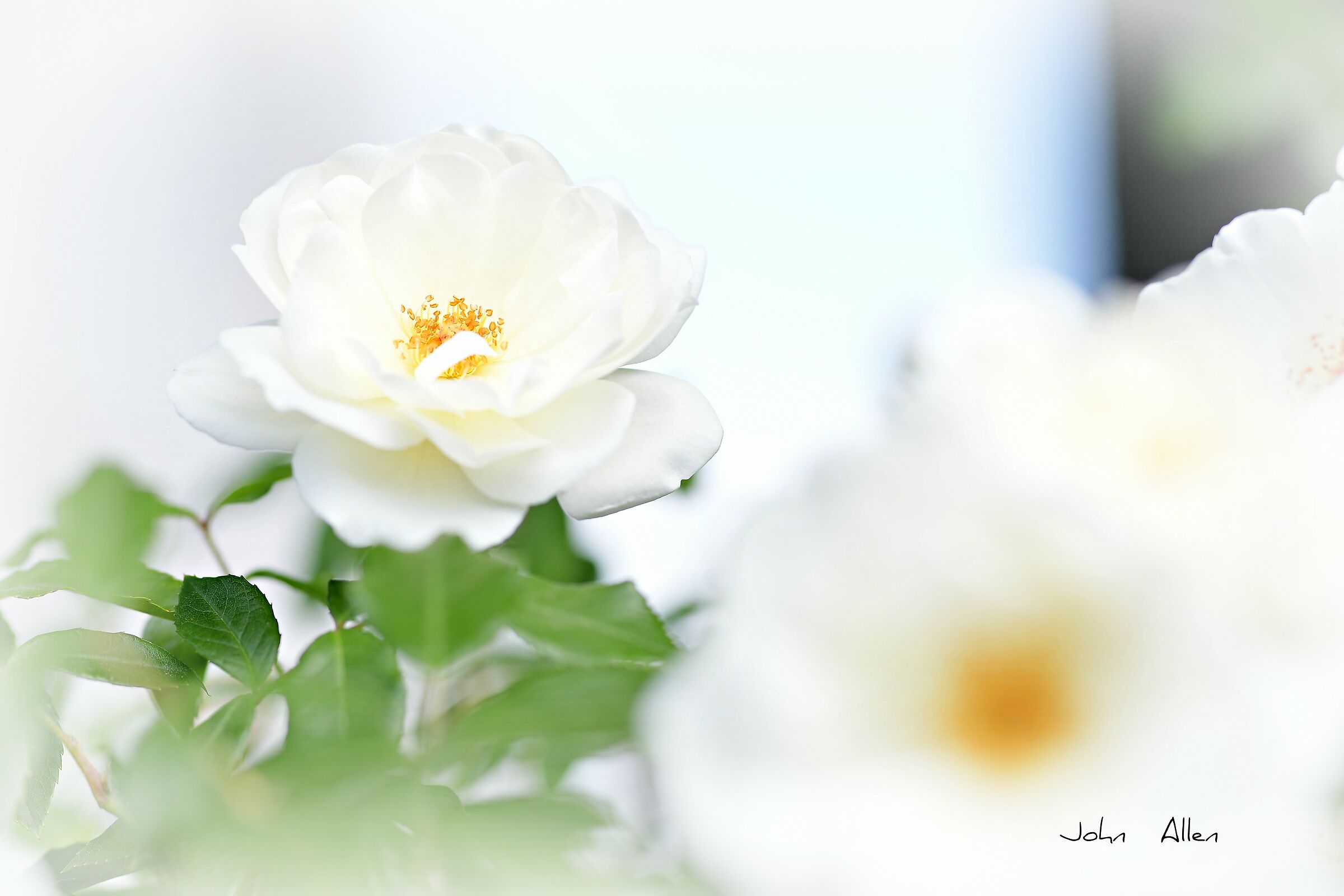 White rose