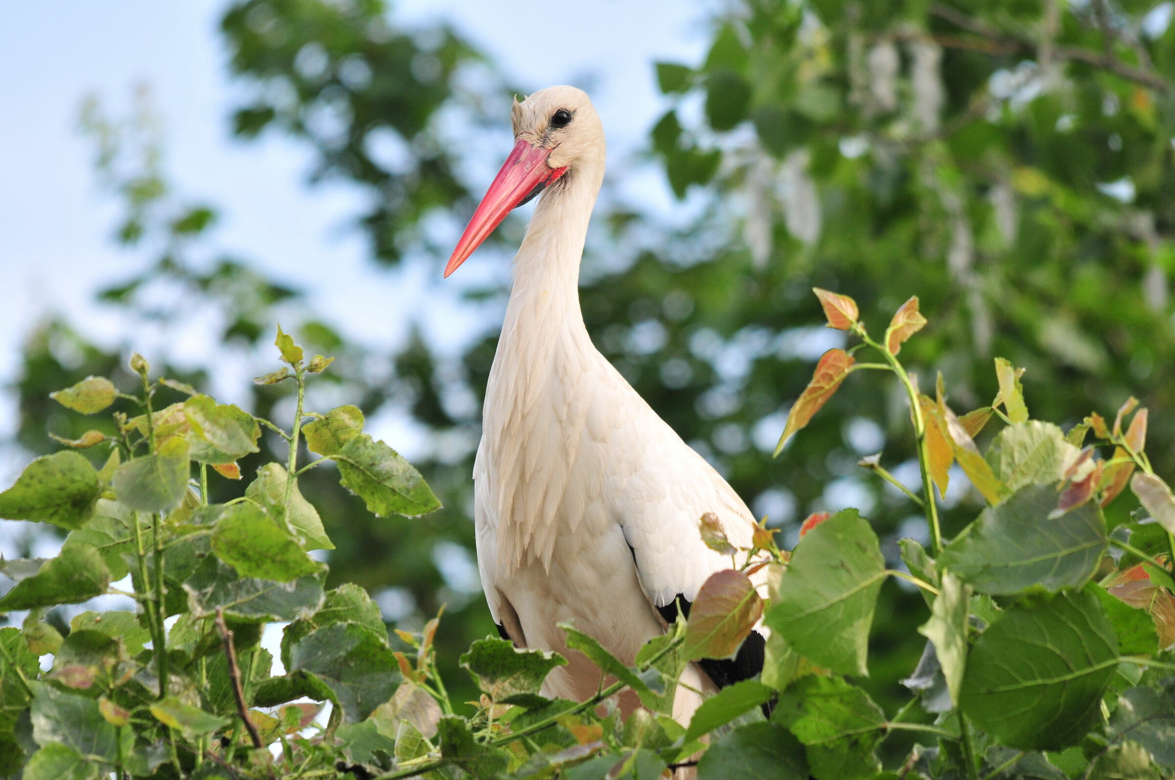 La neomamma cicogna bianca