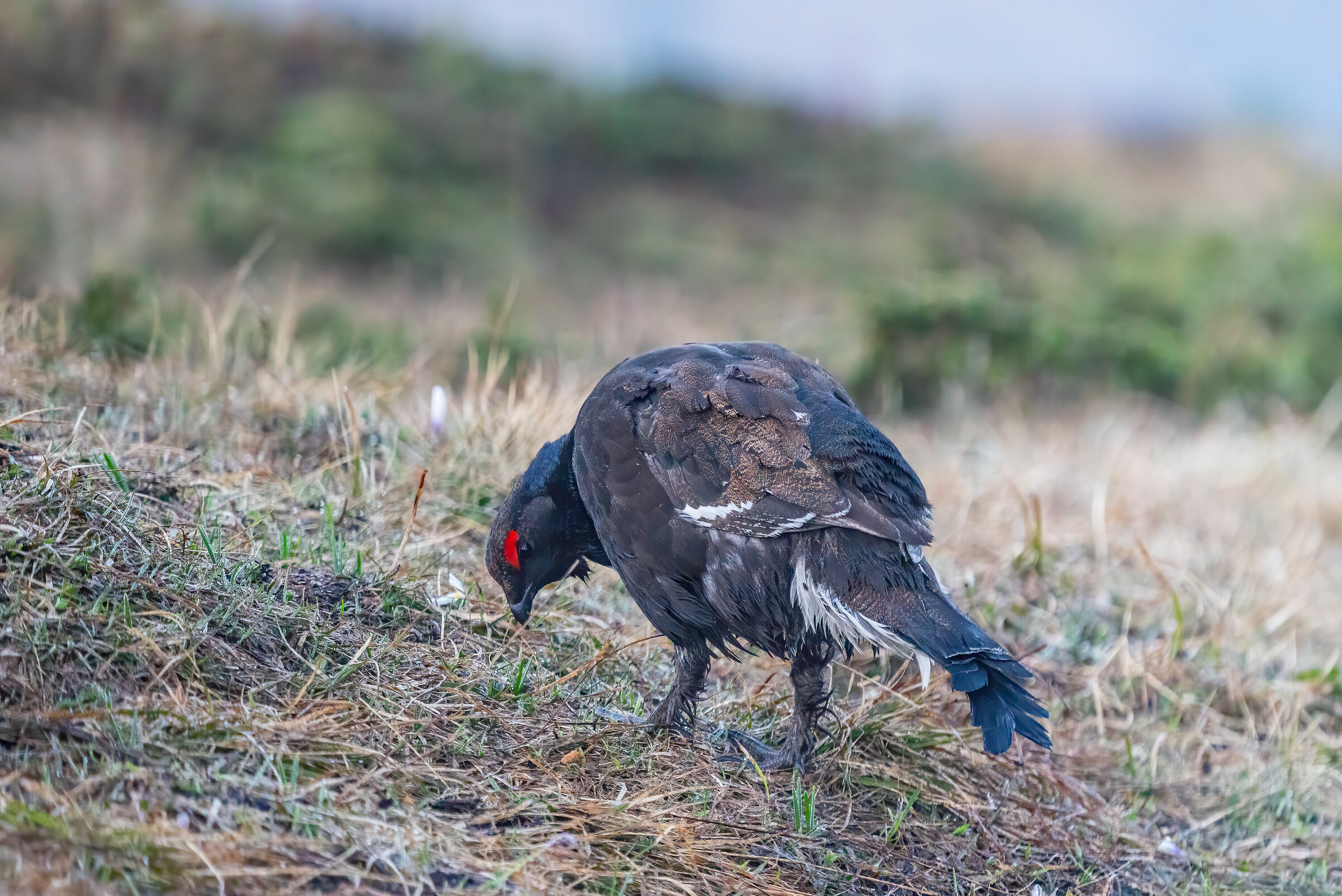 Still the young fork