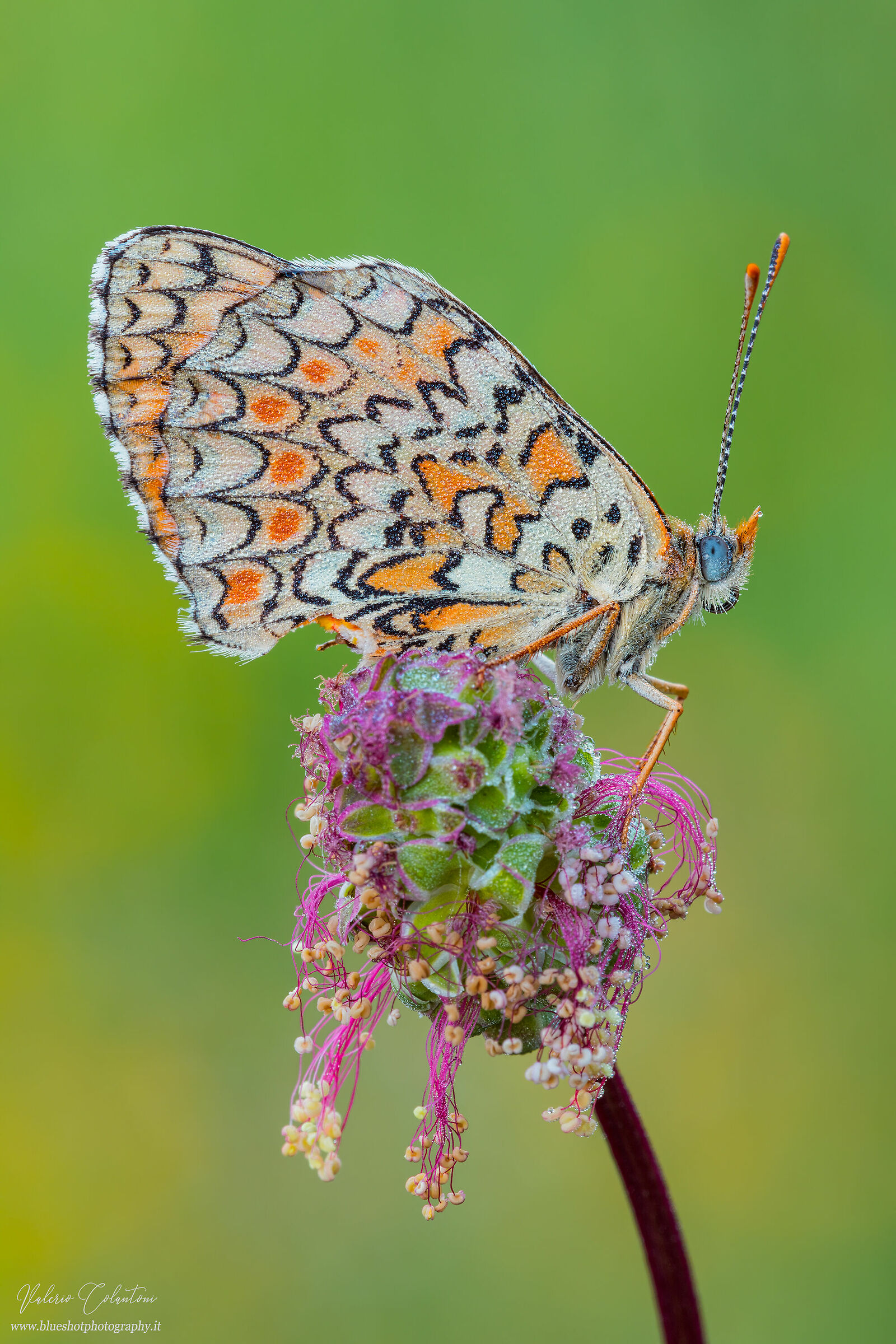 Melitaea...