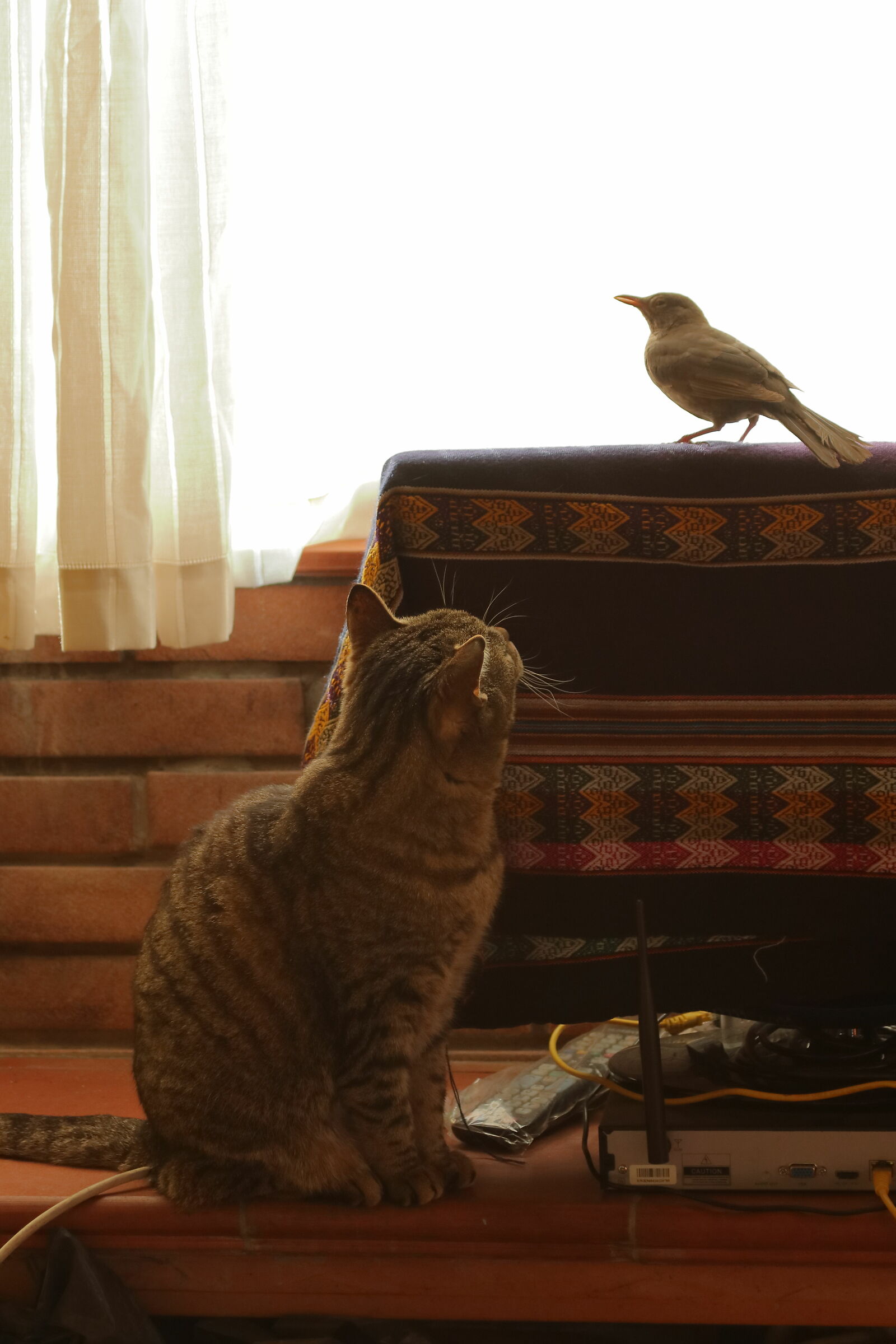 Careful blackbird...