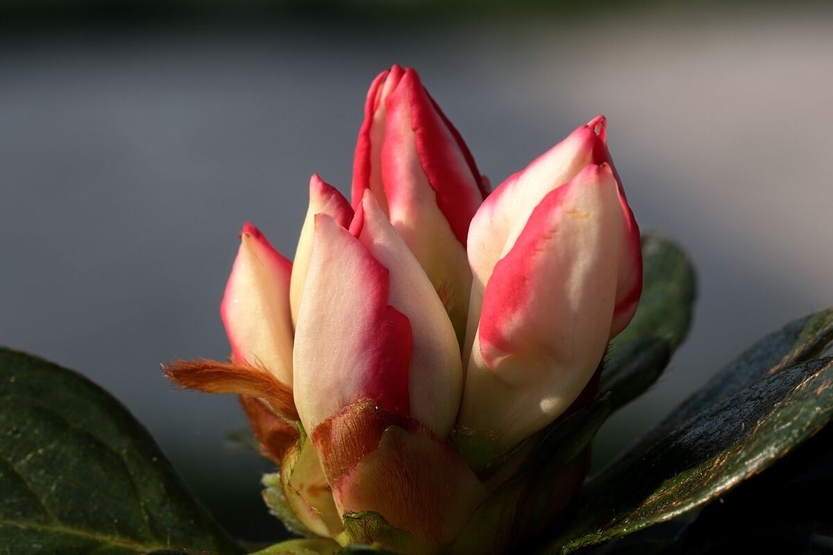 First focus stacking attempt