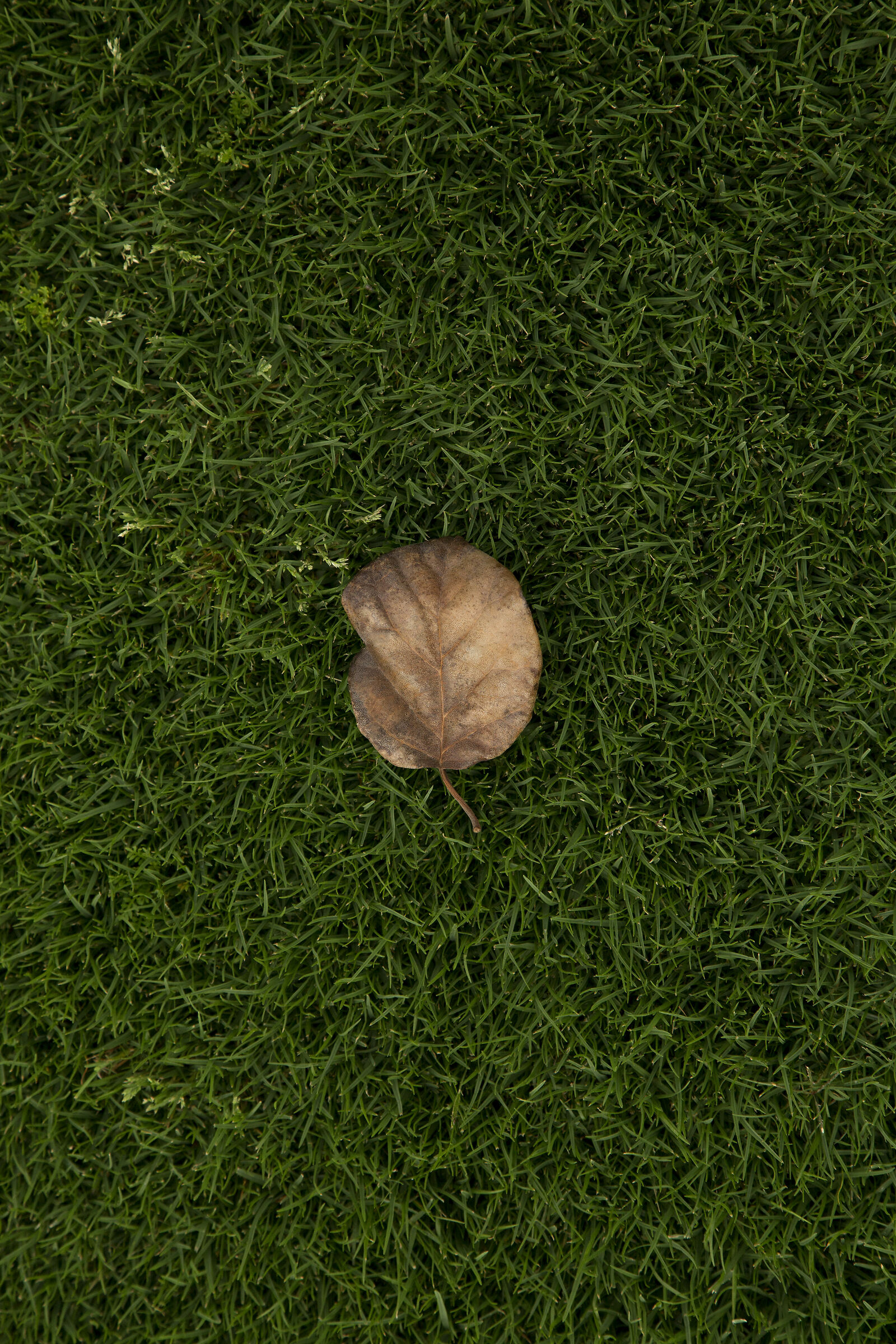 Leaf