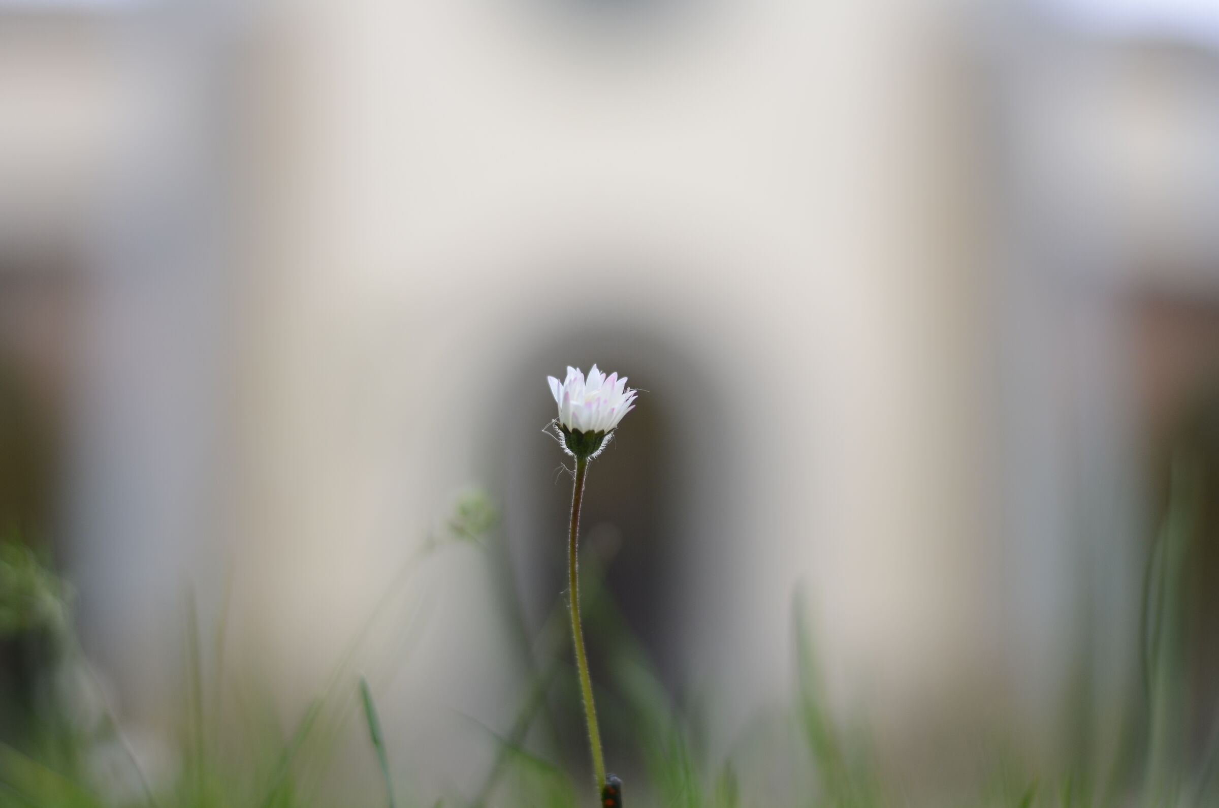 margherita alle porte