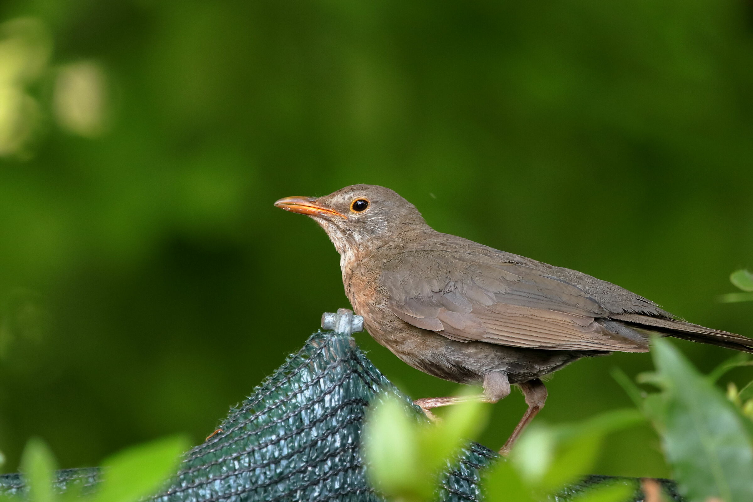 surprise guest freed