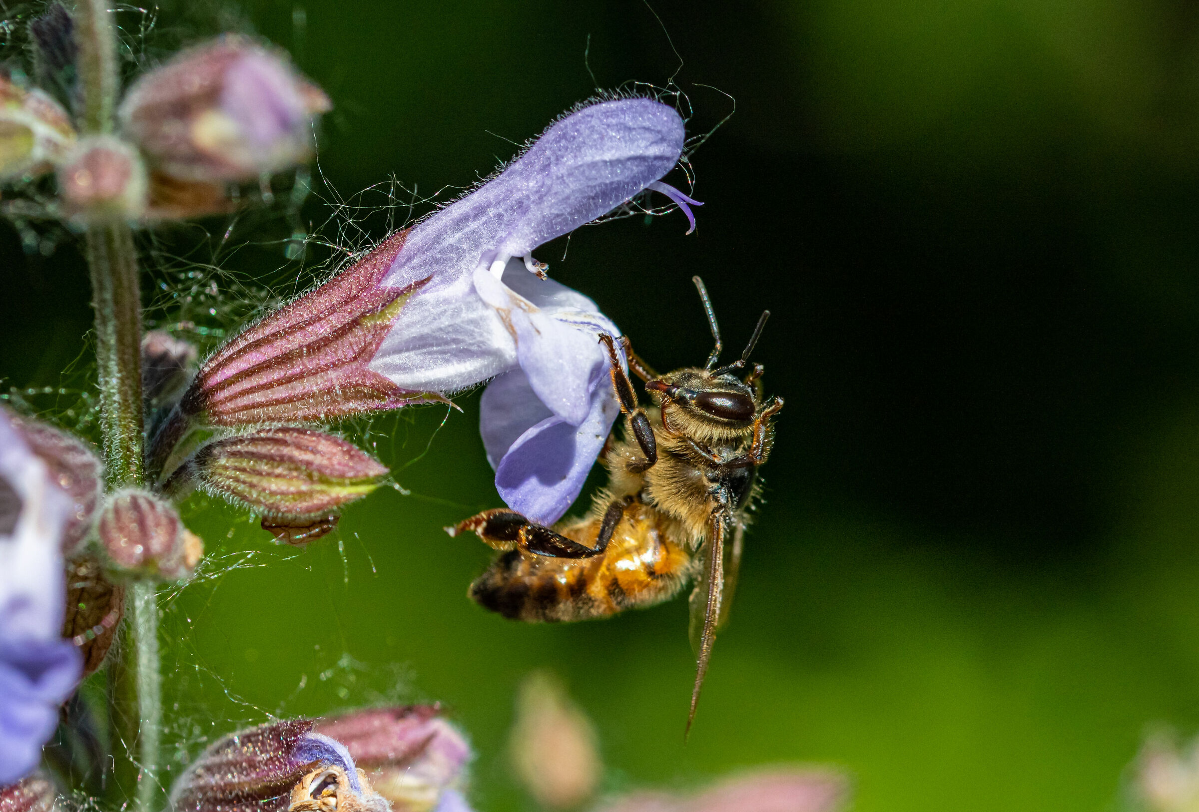 Api e salvia luce naturale