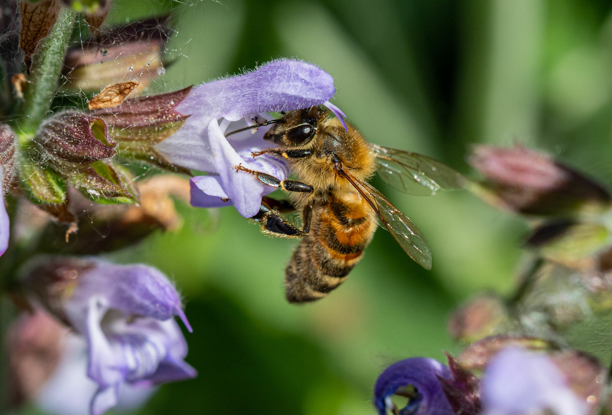 Bees and natural light