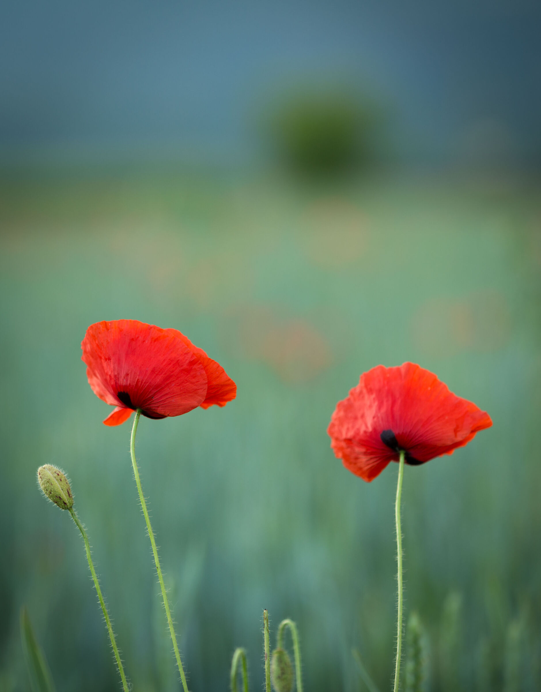 Poppies