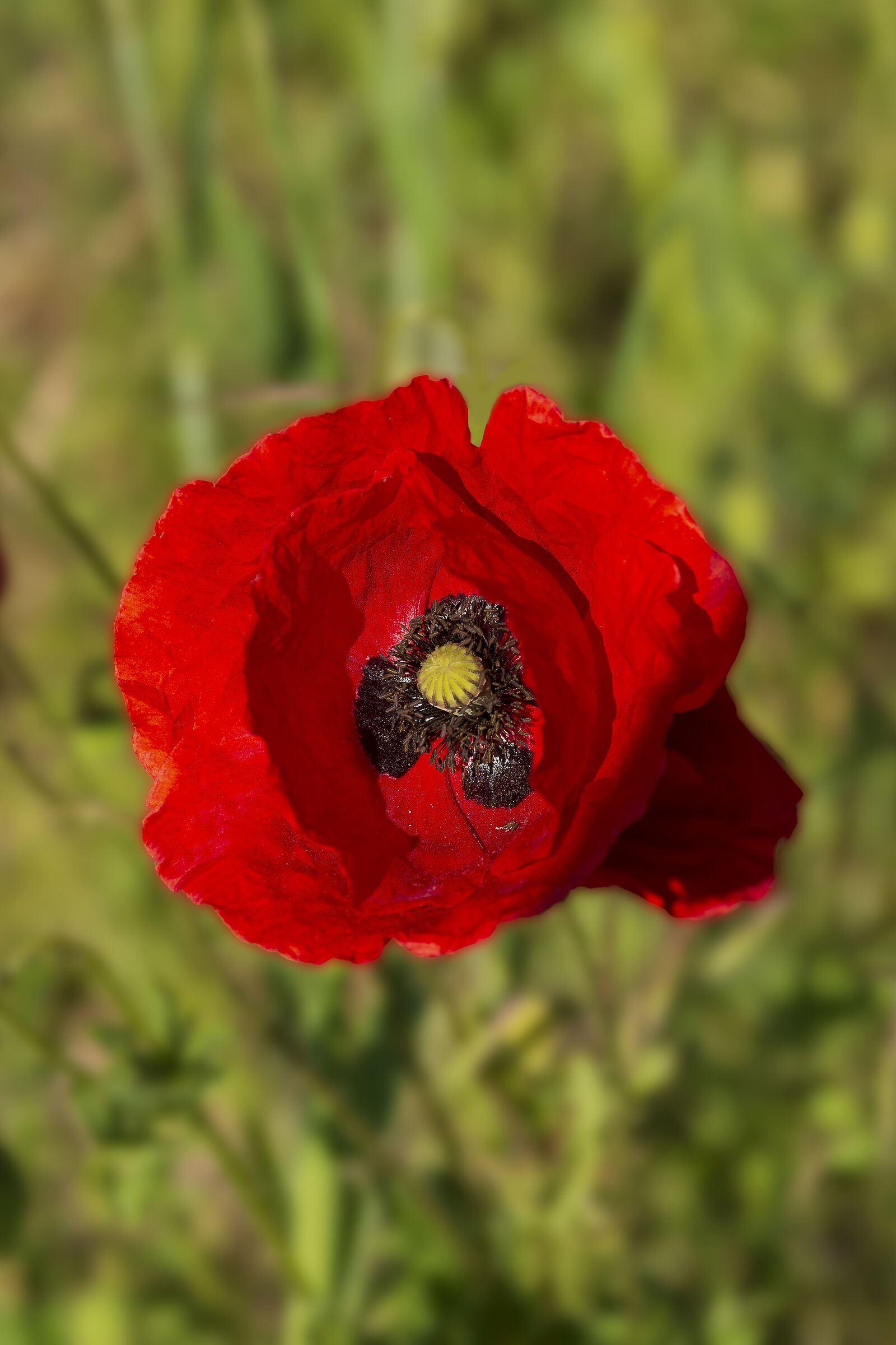 Red as a poppy