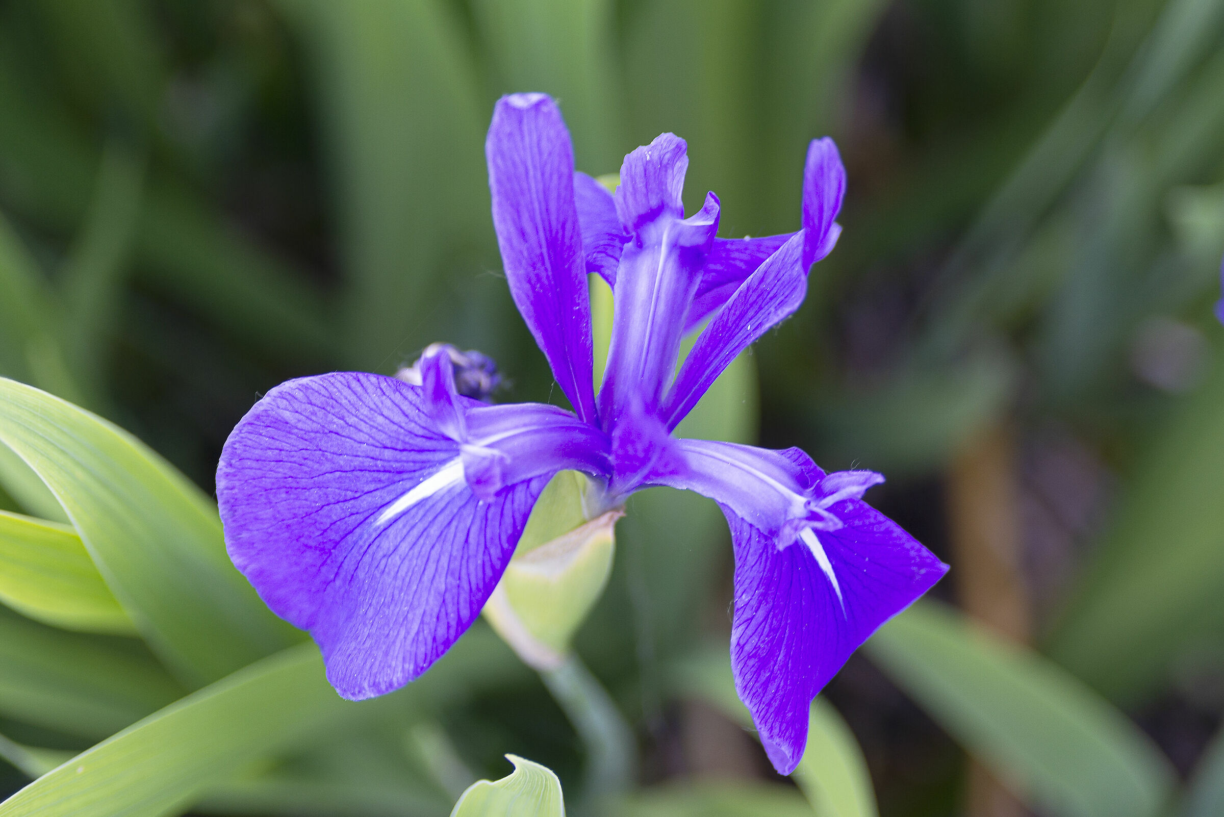 iris versicolor
