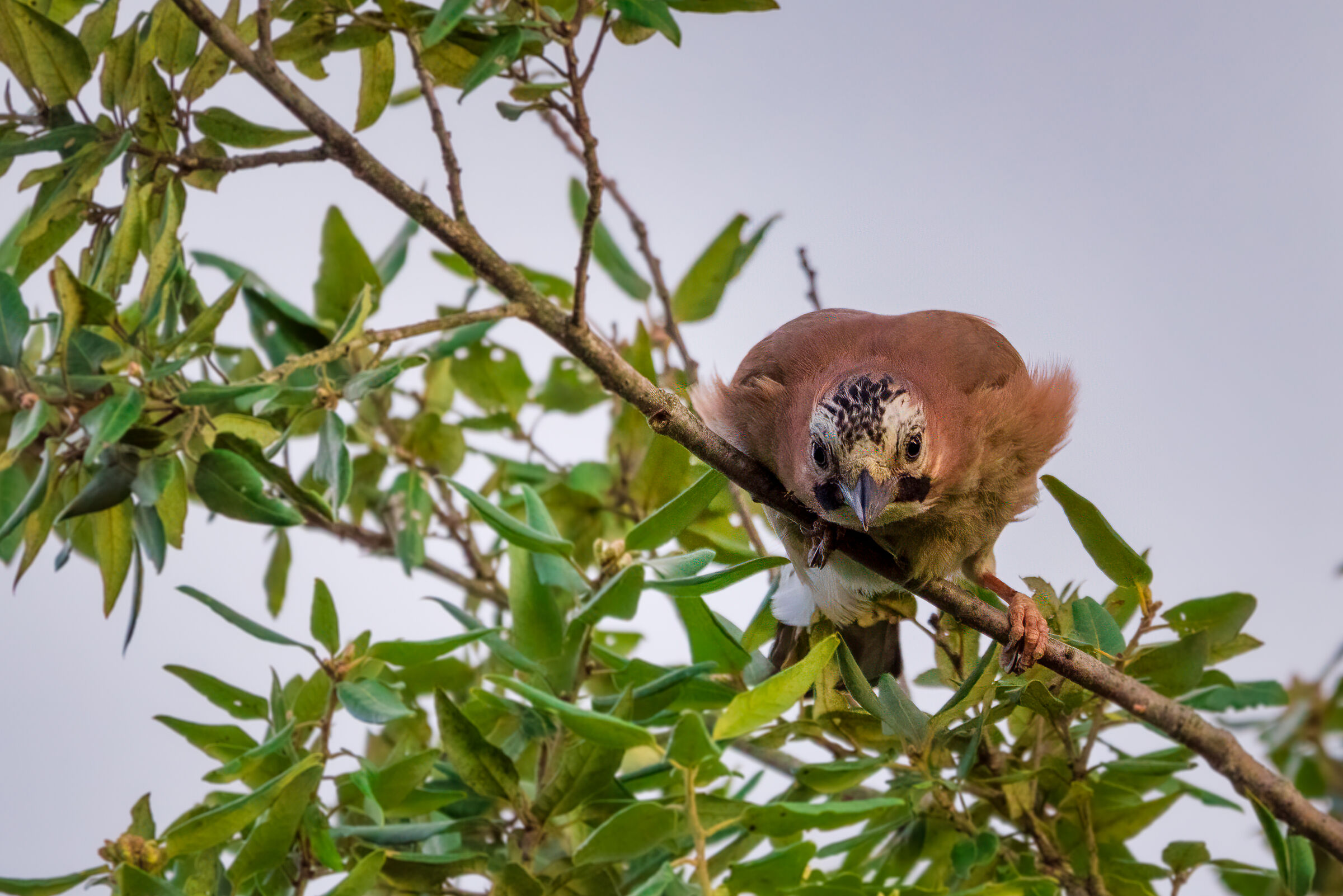 Curiosity of a Jay