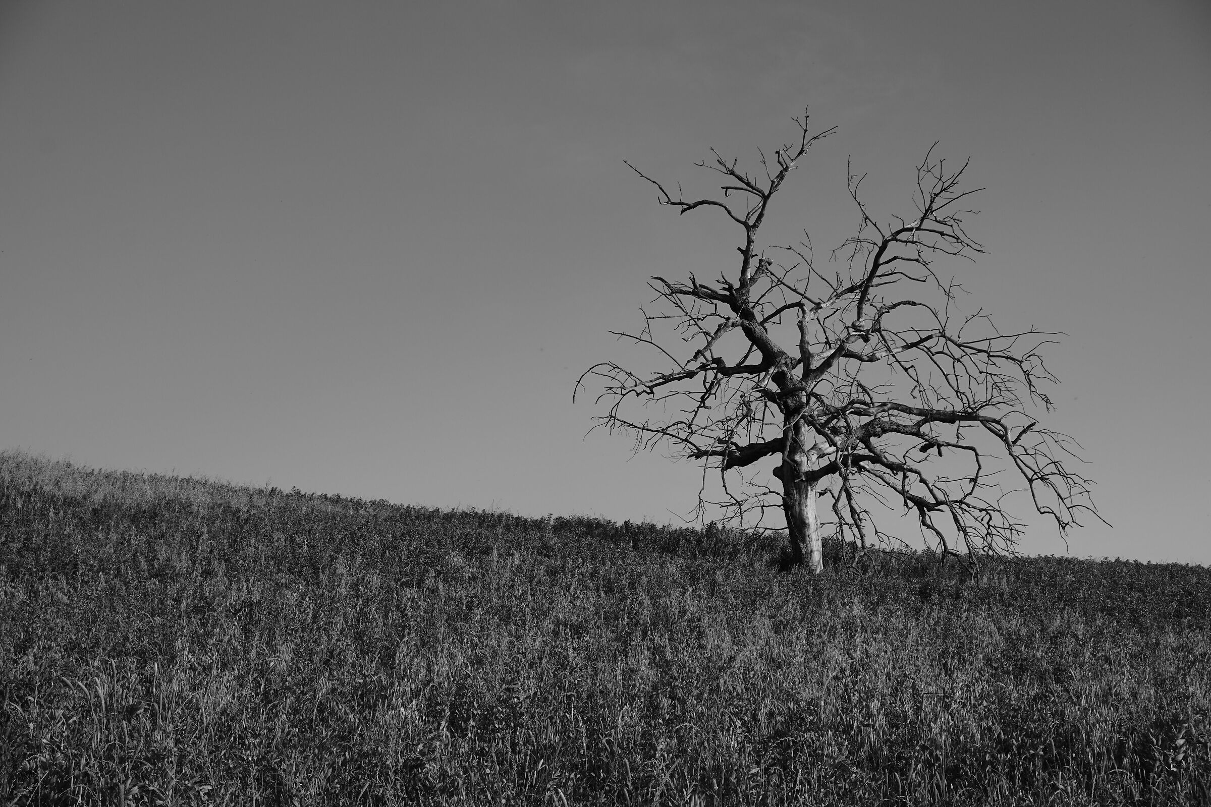 Albero nella Riserva naturale della Marcigliana
