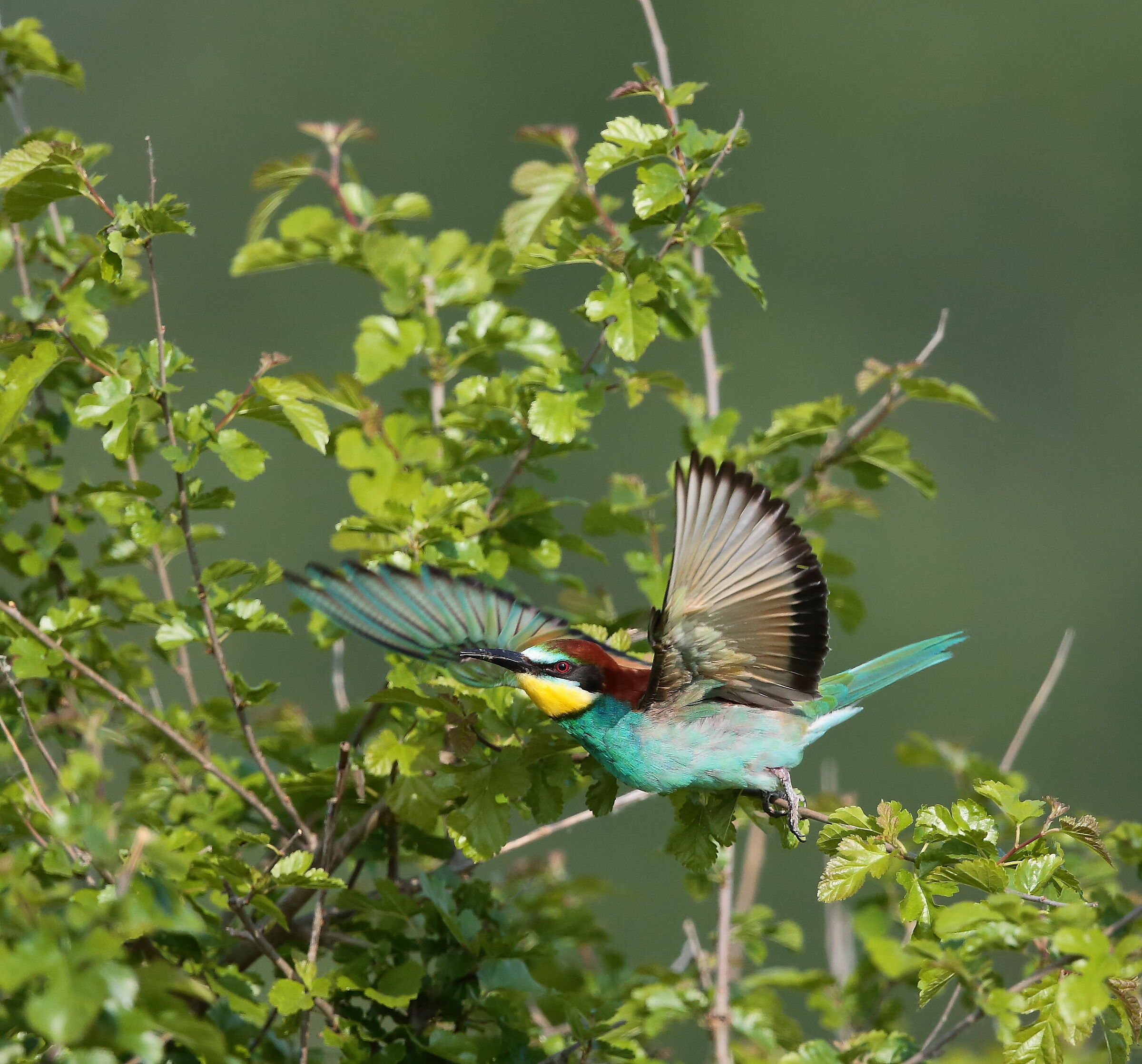 Gruccione (Merops apiaster)