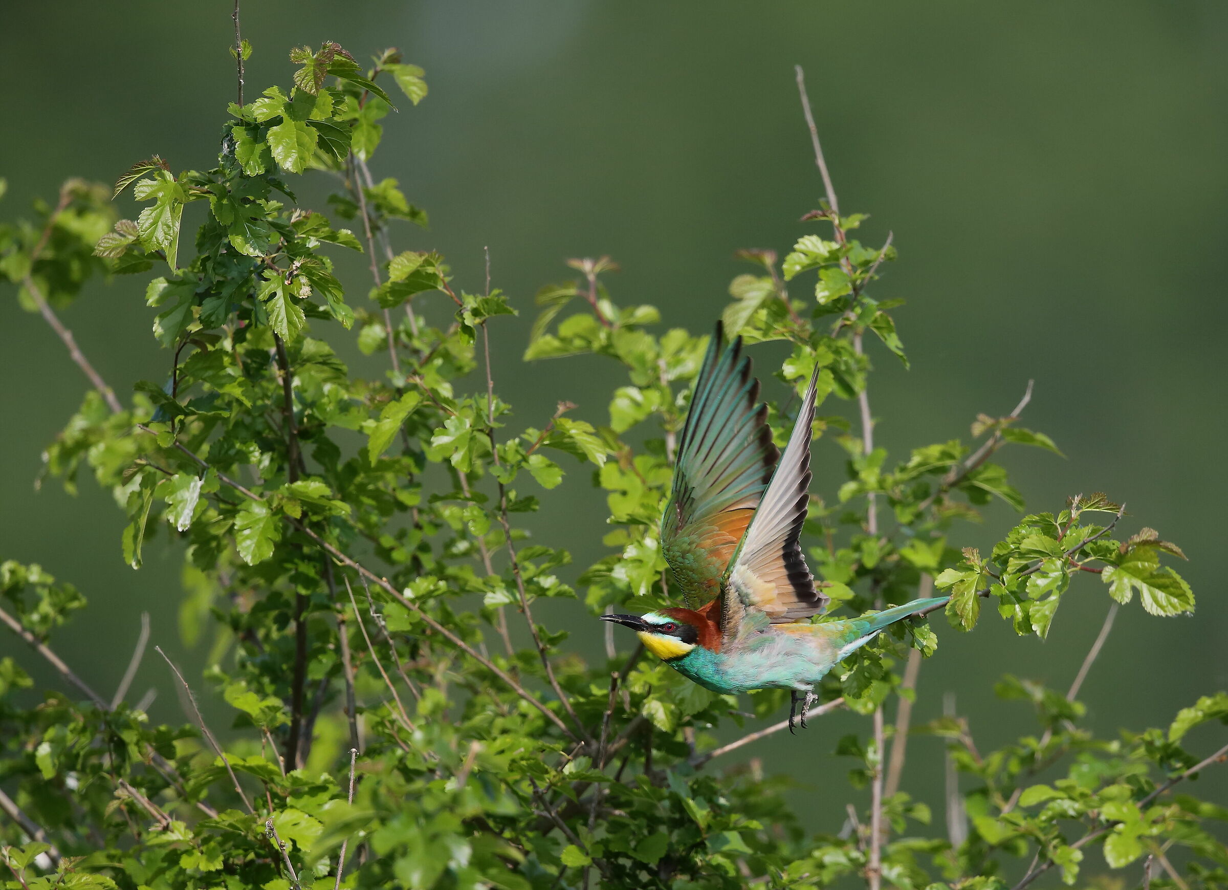 Gruccione (Merops apiaster)