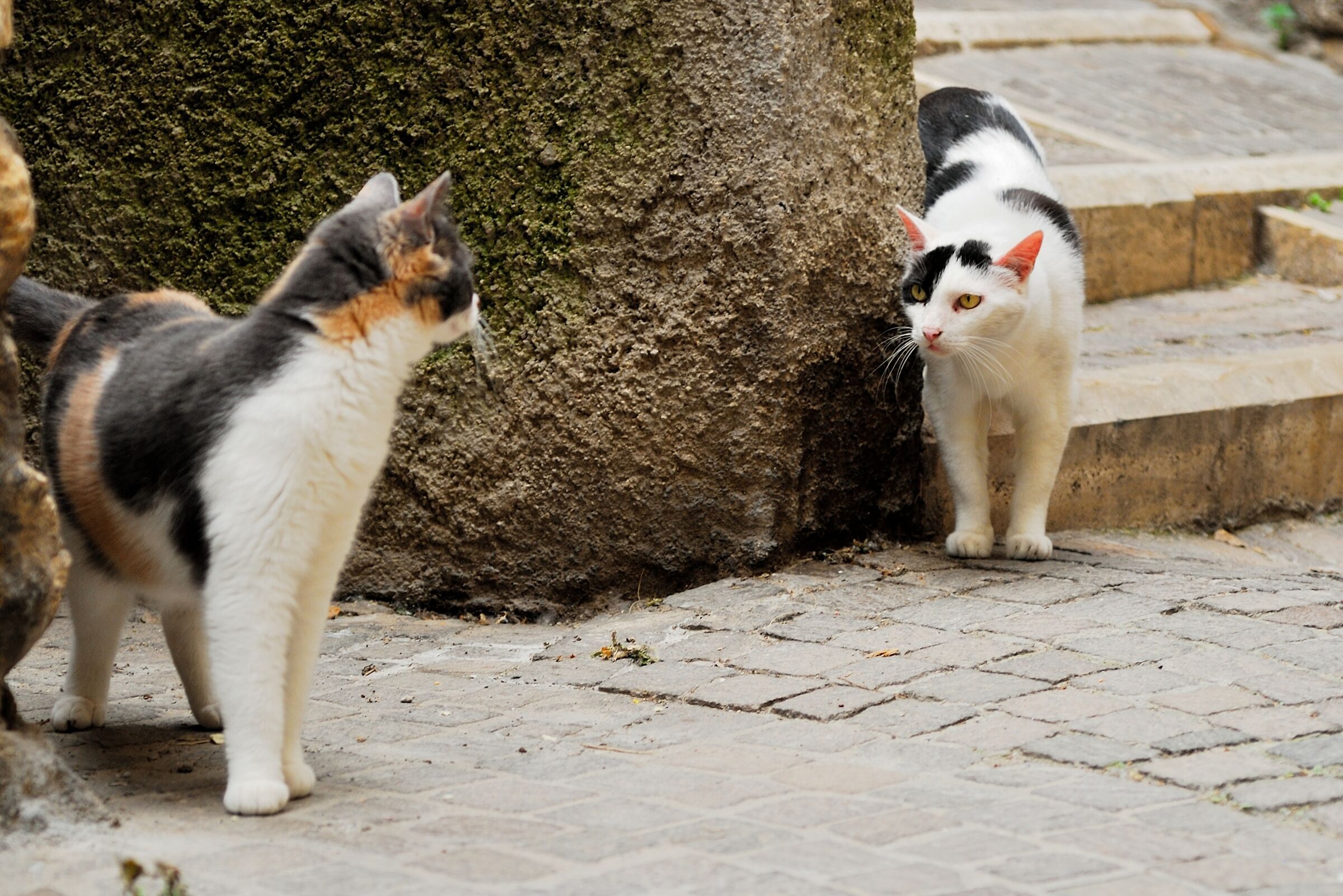 Close Encounters of the cat or type