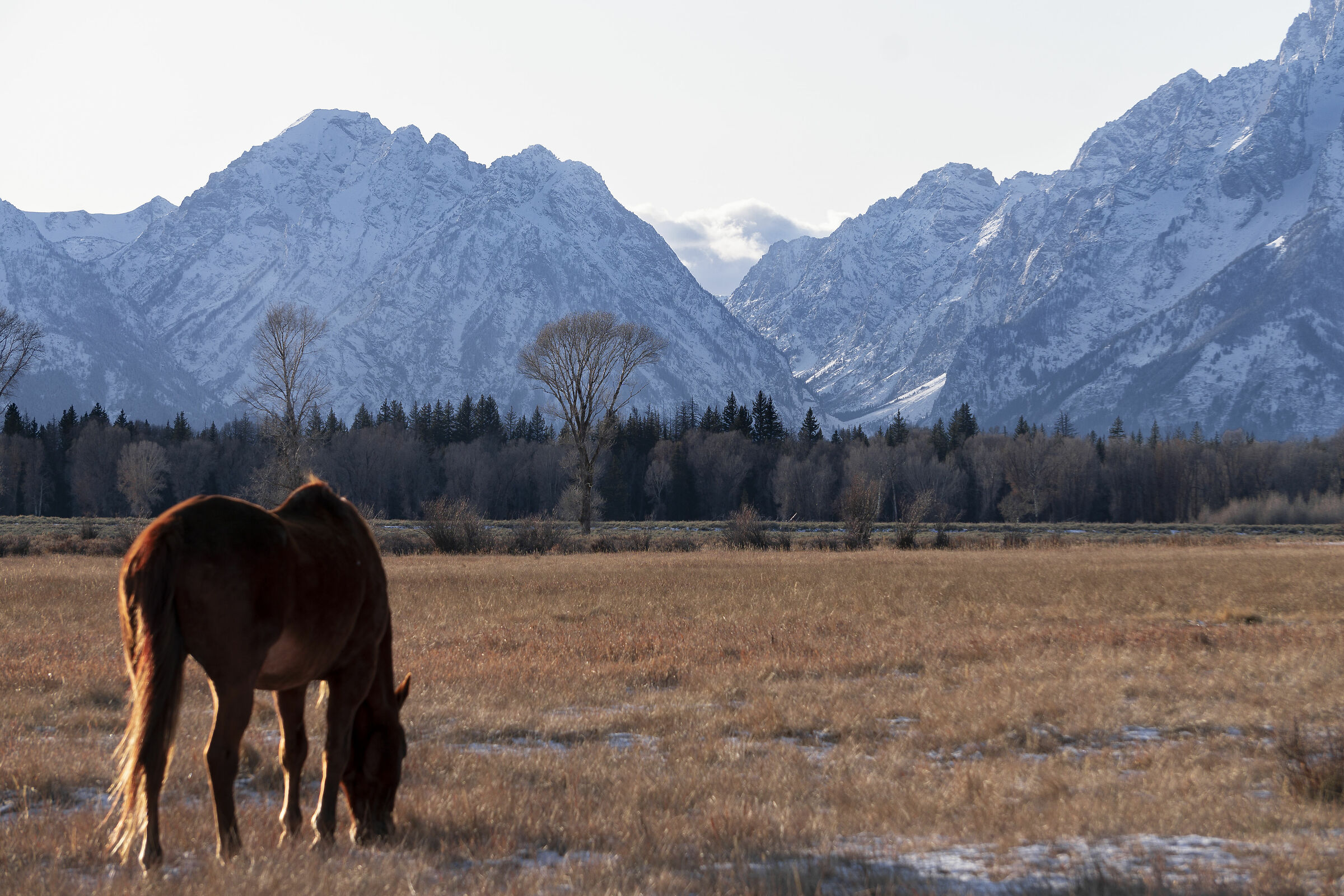 Omaggio al Grand Teton