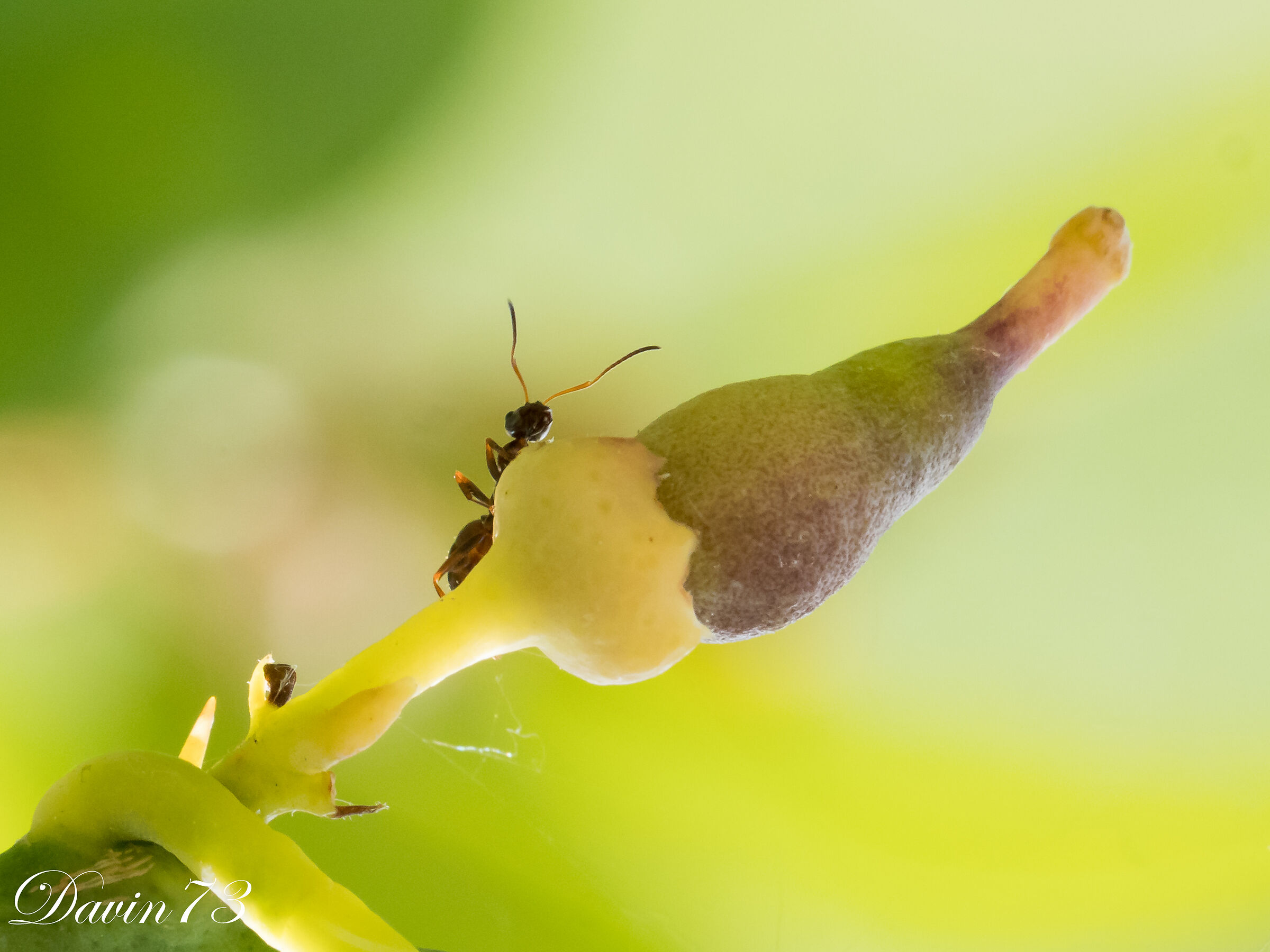 The atomic ant