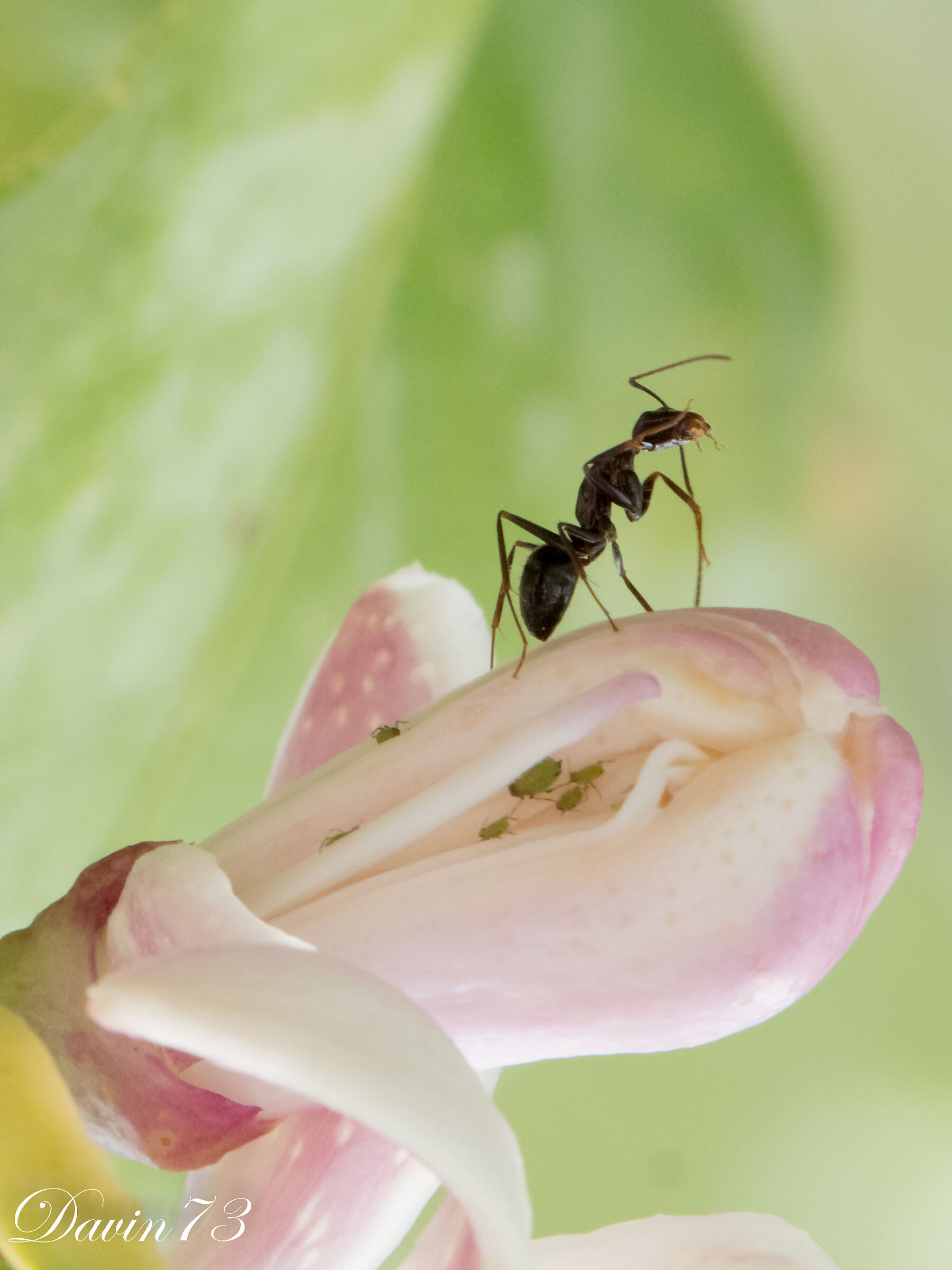 The atomic ant 2