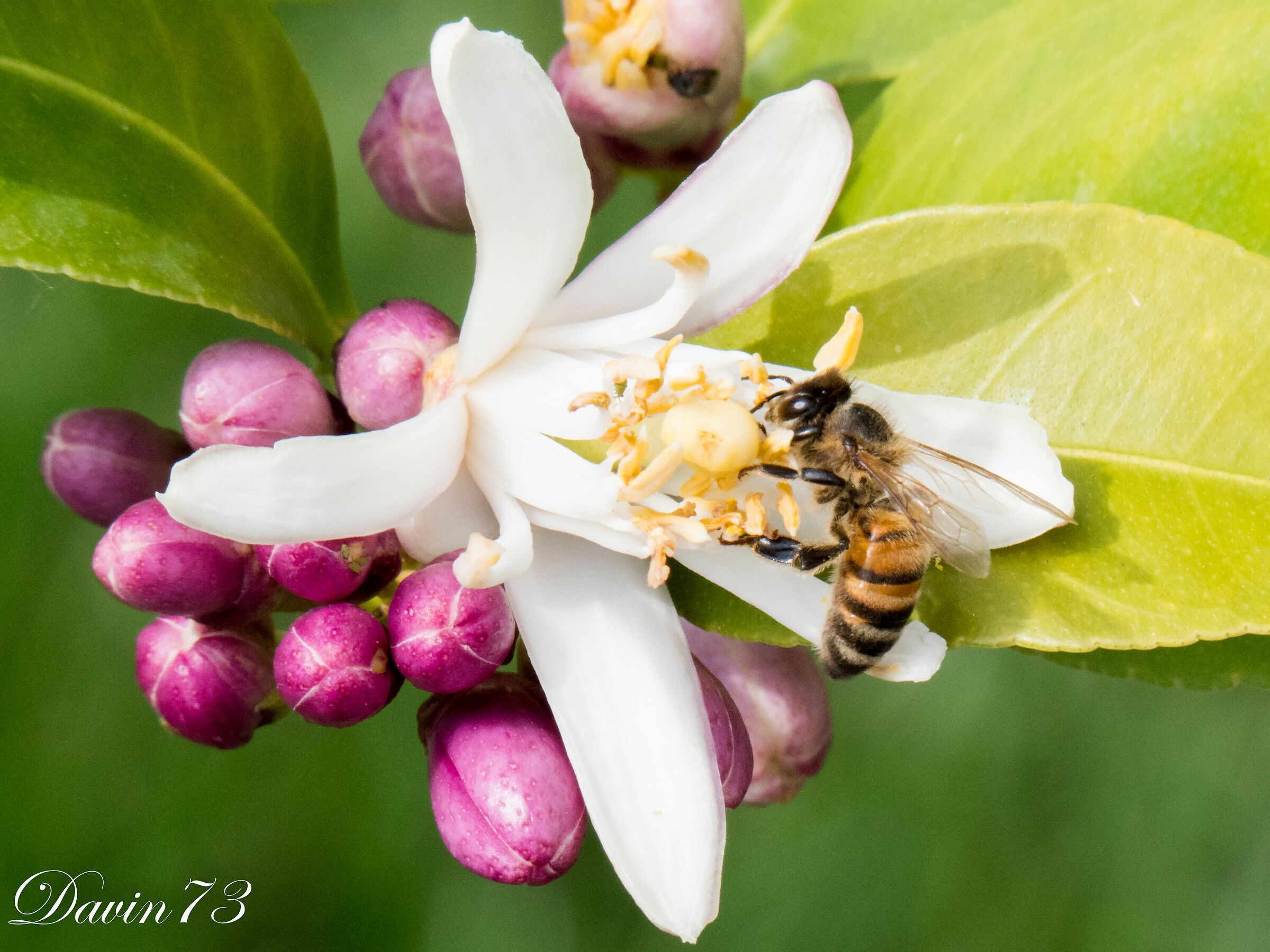 Bee... Tta