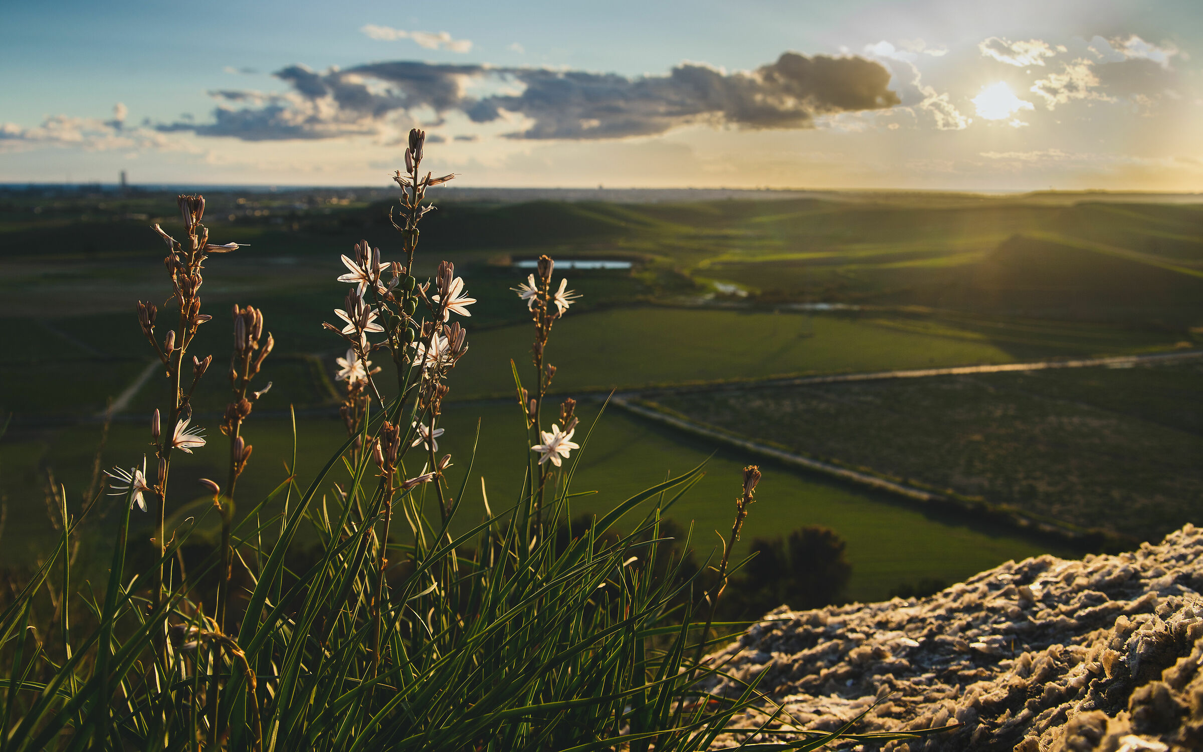 Even a flower can be born from a rock