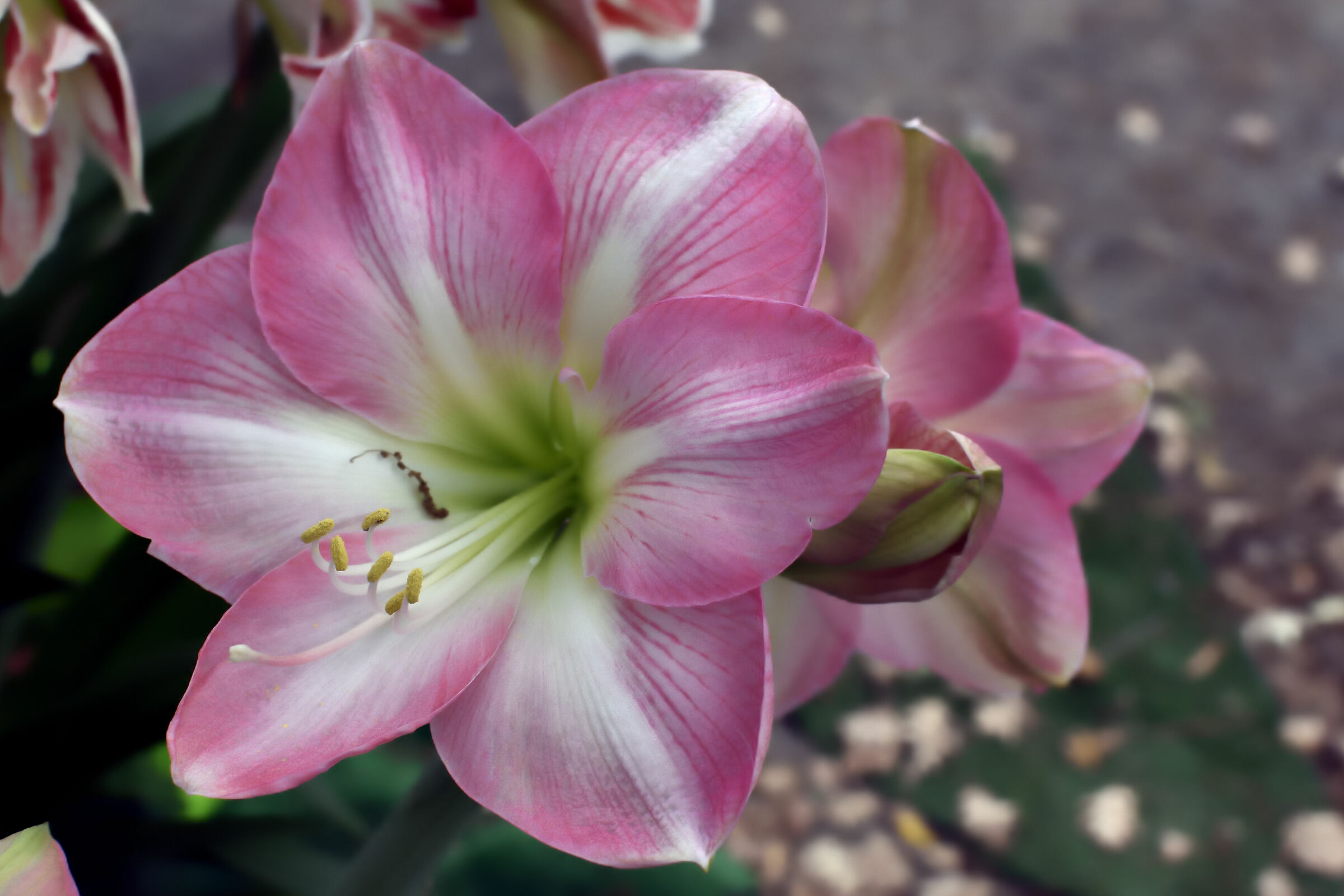 Lilies